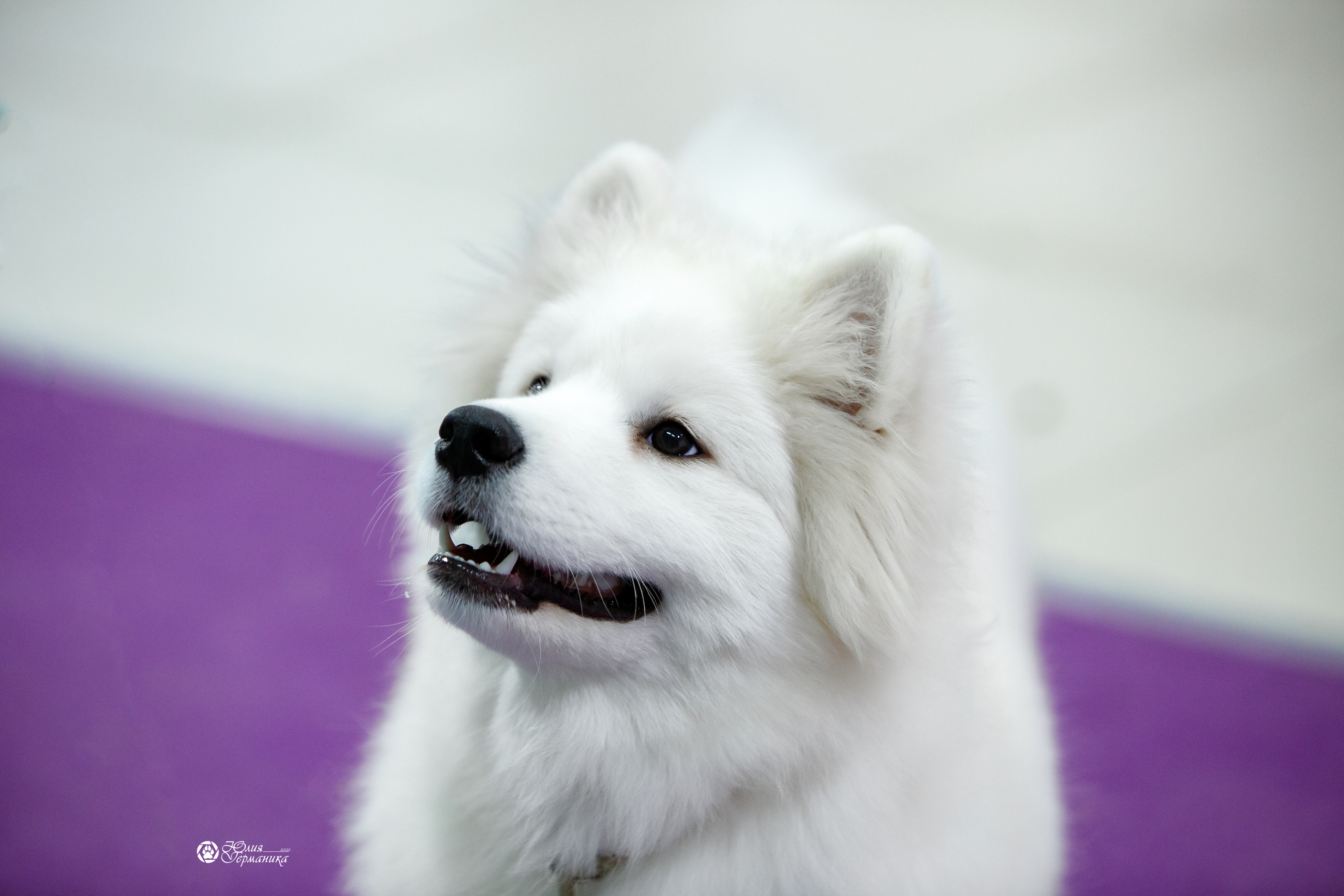 Чайна-Таун 18,26 и 29 декабря 2021. Фотограф-анималист Юлия Германика