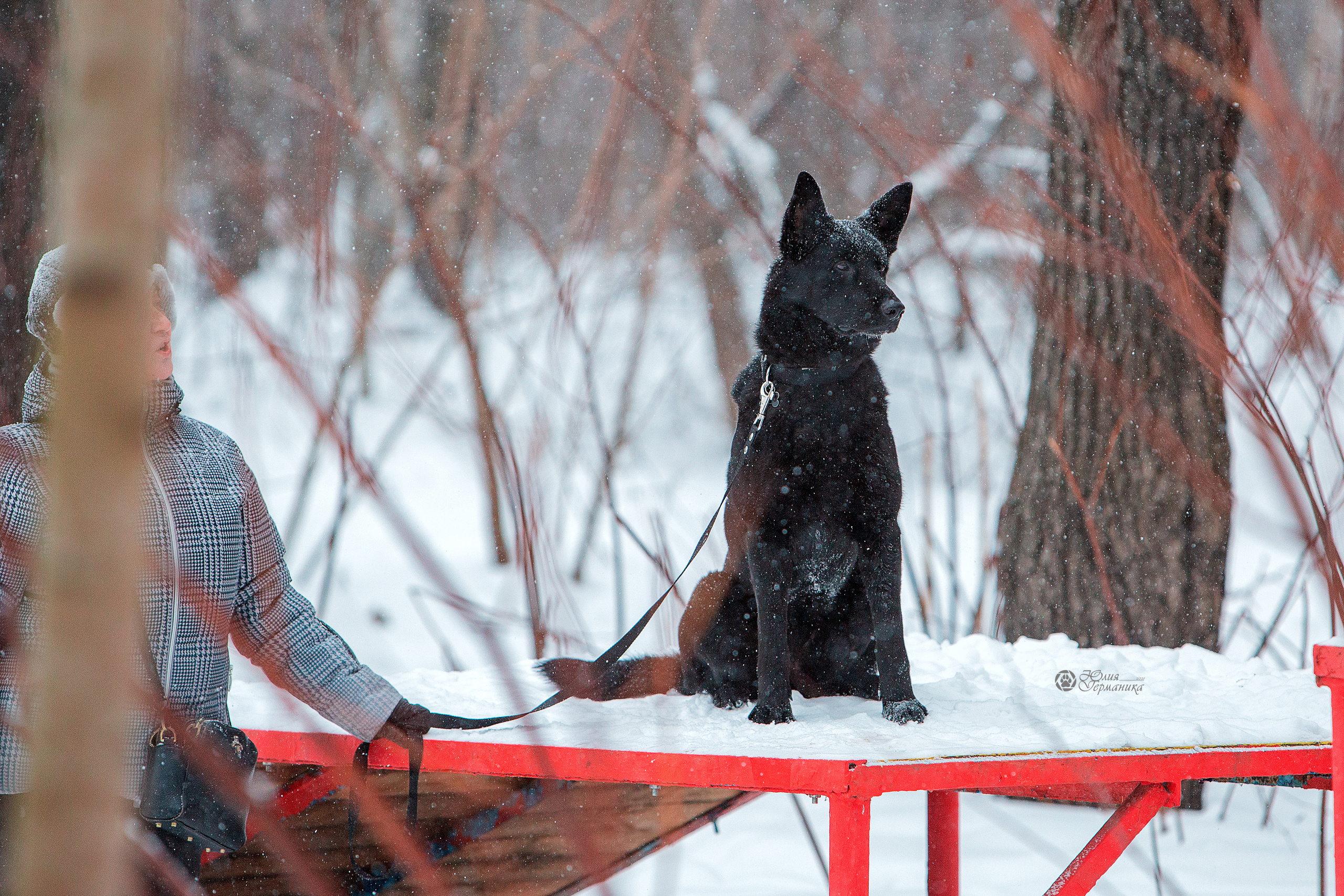 Свободная съемка. Фотограф-анималист Юлия Германика