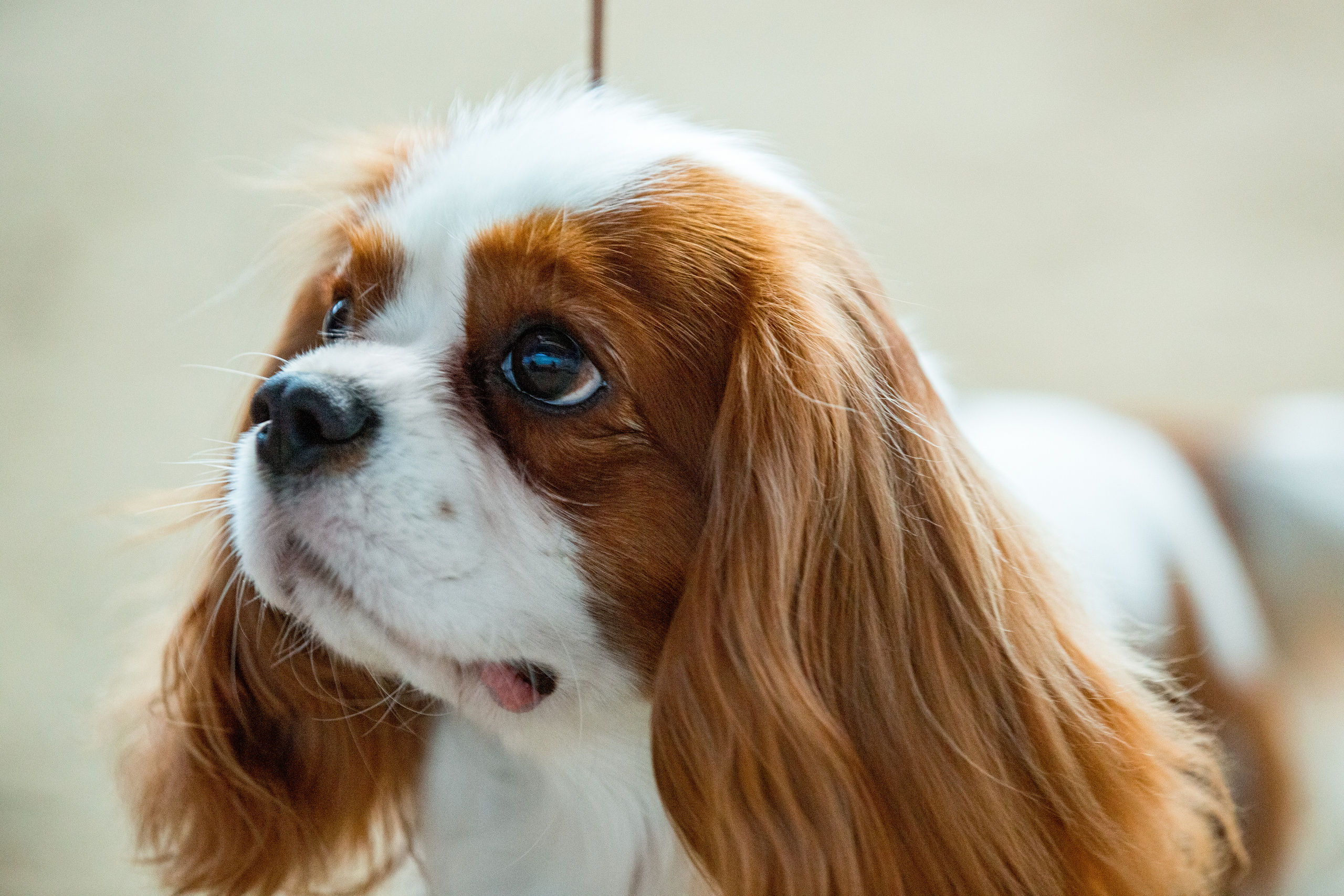 Минск 2хCACIB 5-6 марта 2022. Фотограф-анималист Юлия Германика