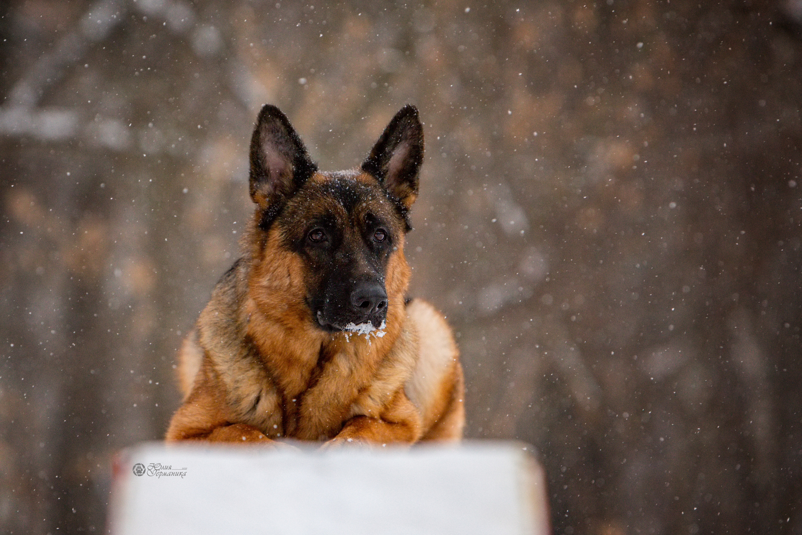 Свободная съемка. Фотограф-анималист Юлия Германика
