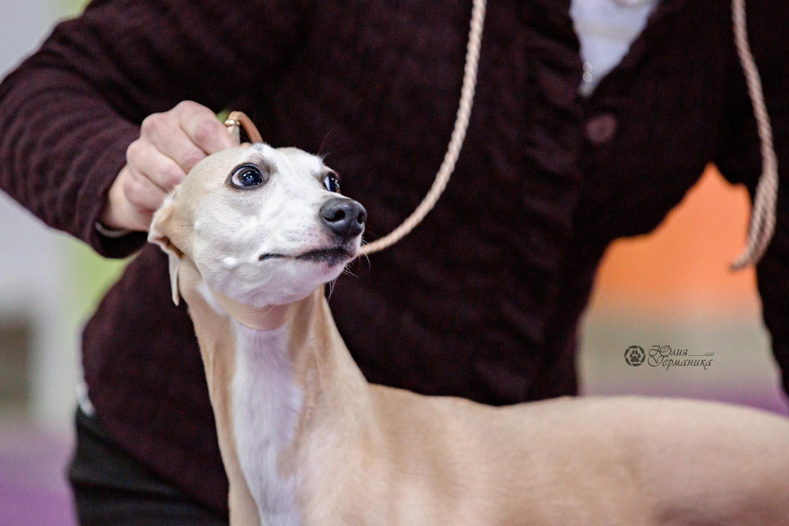 Чайна-Таун 24 и 27 марта 2022. Фотограф-анималист Юлия Германика