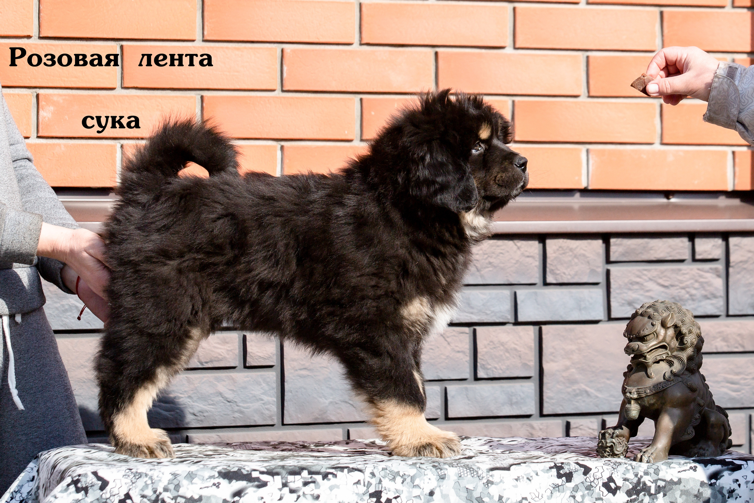 Съёмки щенков и котят. Фотограф-анималист Юлия Германика