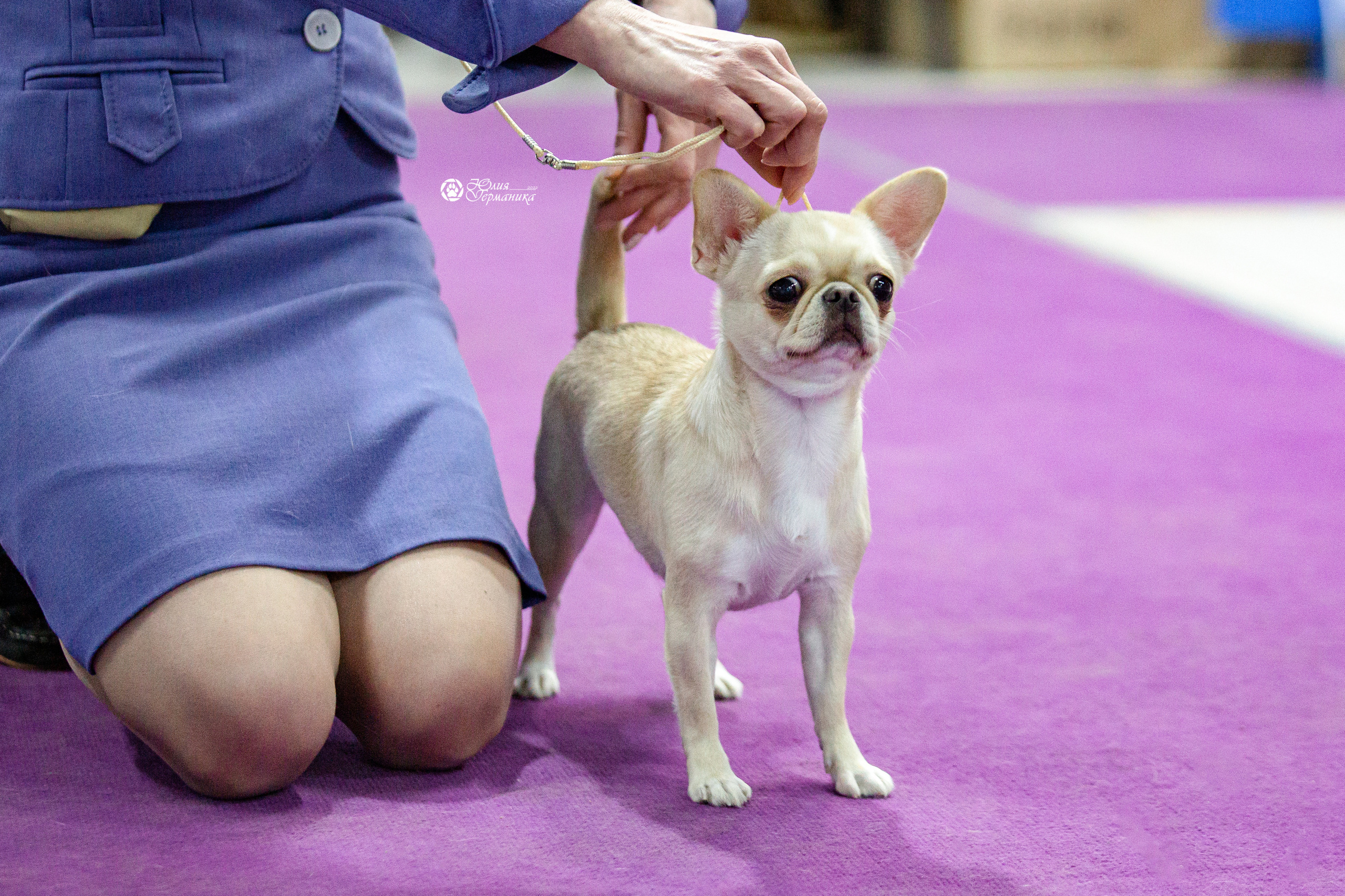 Чайна-Таун 29-30 января 2022. Фотограф-анималист Юлия Германика