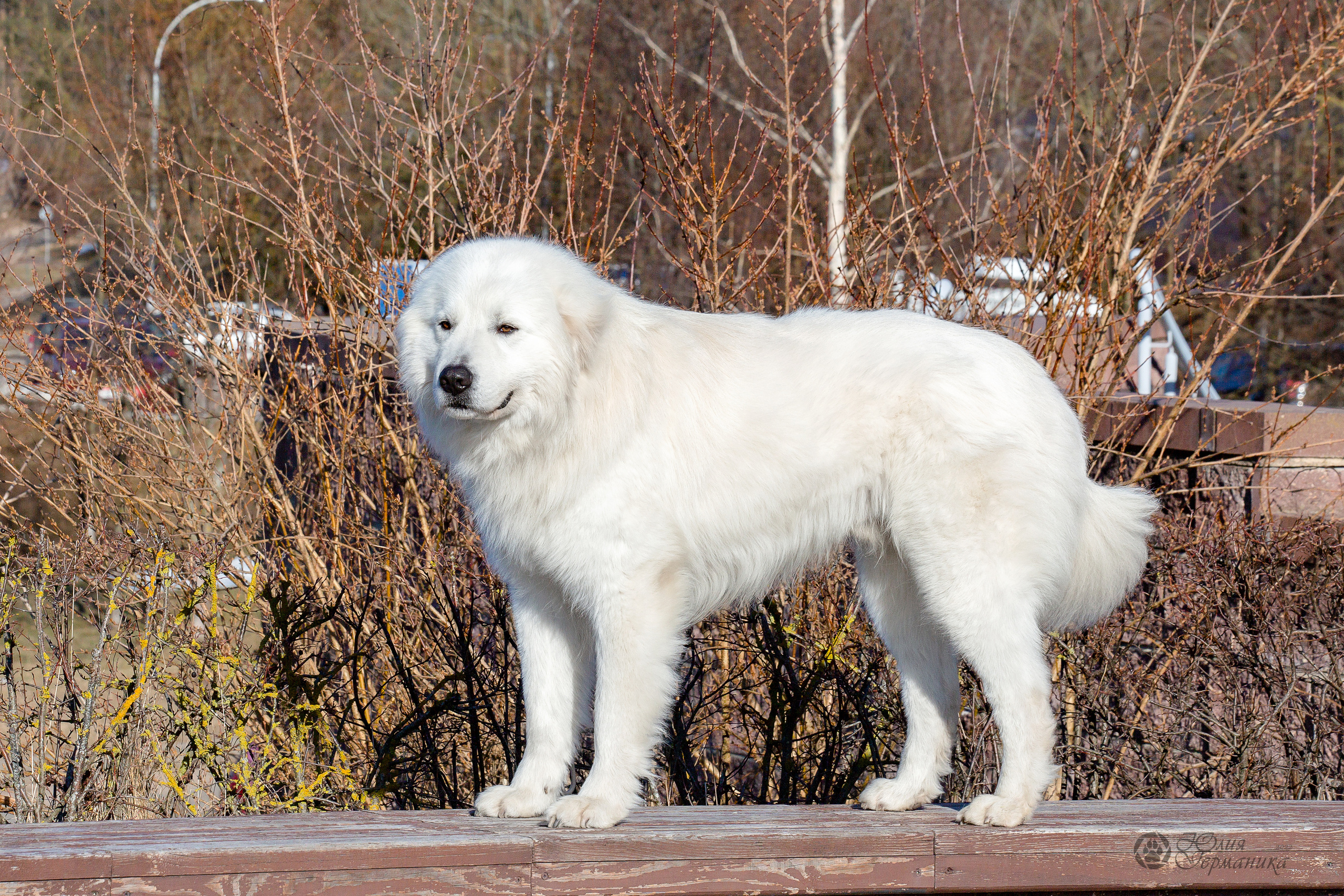 Минск 2хCACIB 5-6 марта 2022. Фотограф-анималист Юлия Германика