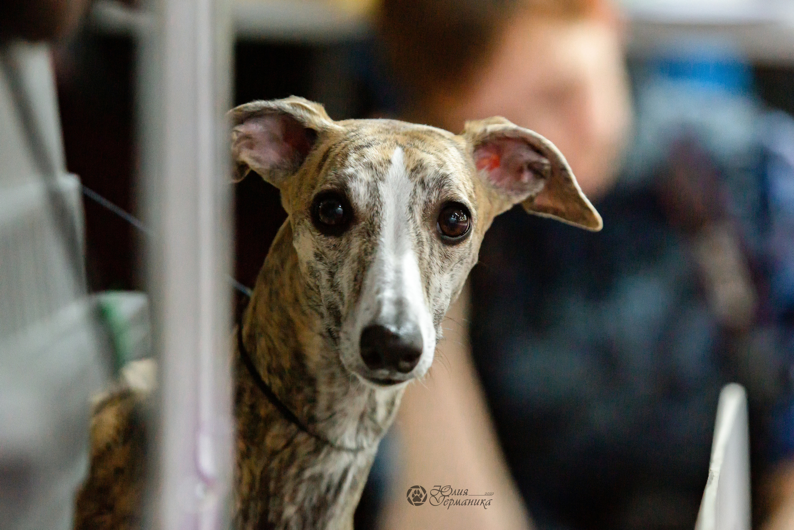 Чайна-Таун 24 и 27 марта 2022. Фотограф-анималист Юлия Германика