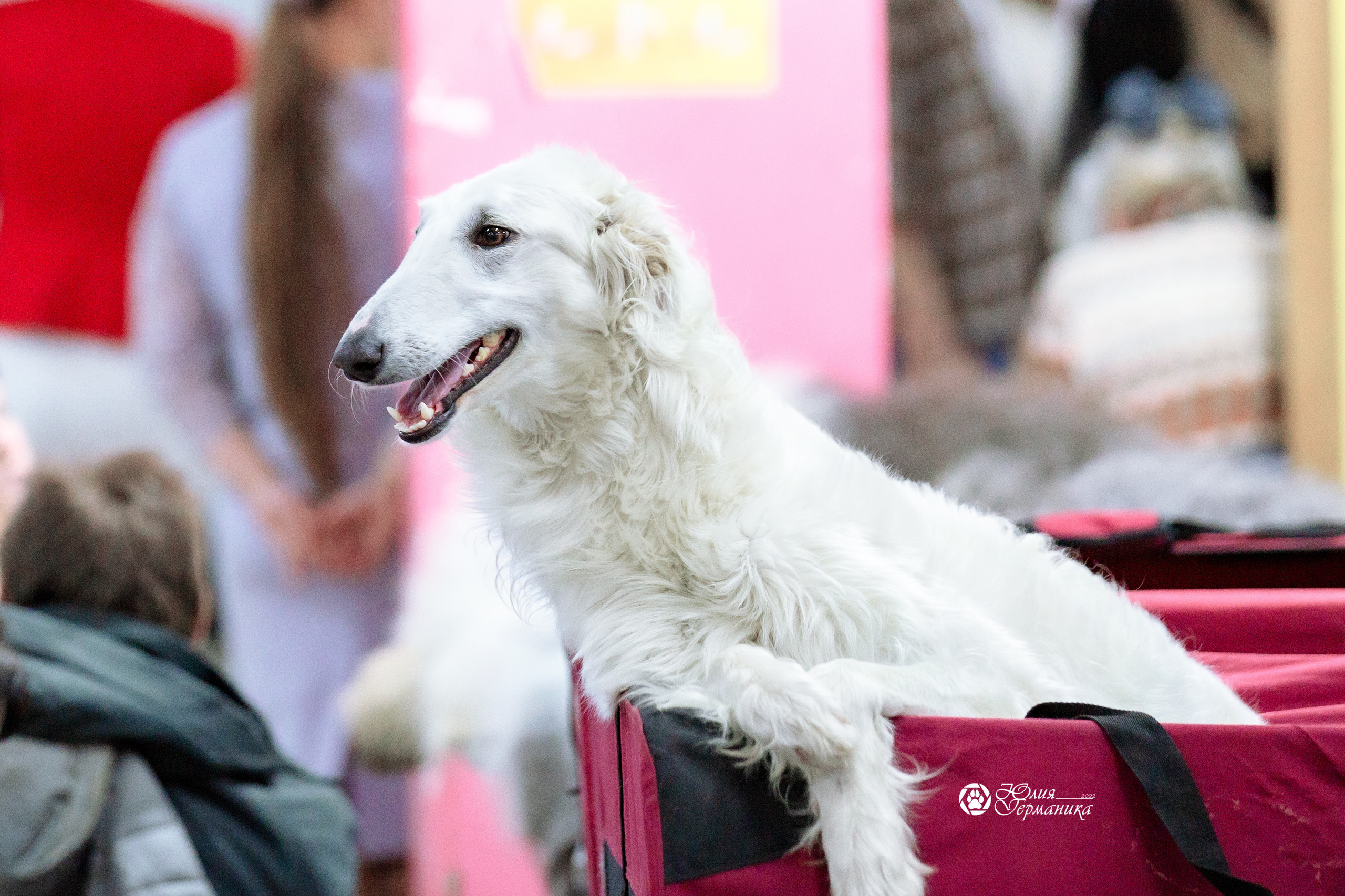 Чайна-Таун 13 и 20 марта 2022. Фотограф-анималист Юлия Германика