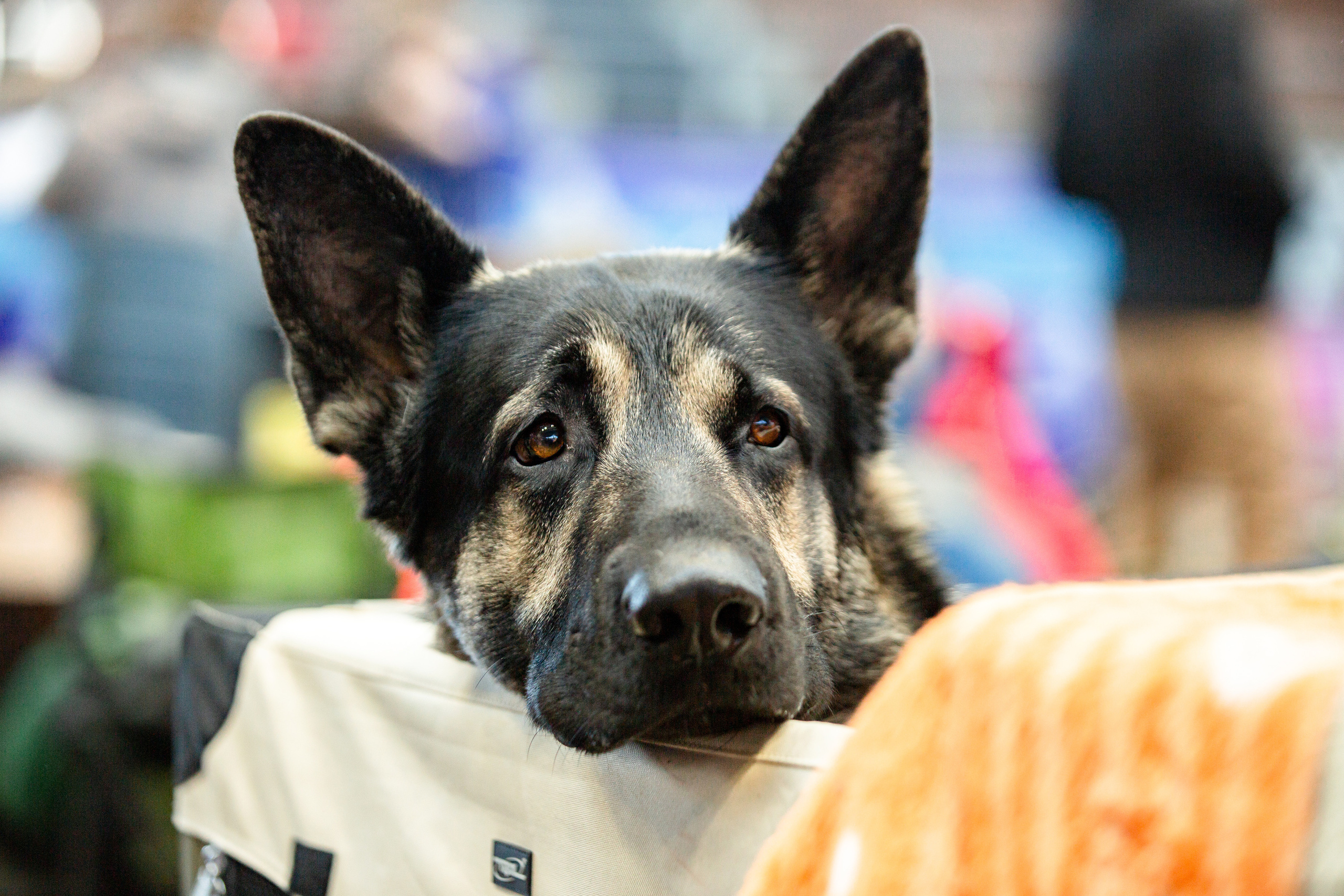 Минск 2хCACIB 5-6 марта 2022. Фотограф-анималист Юлия Германика