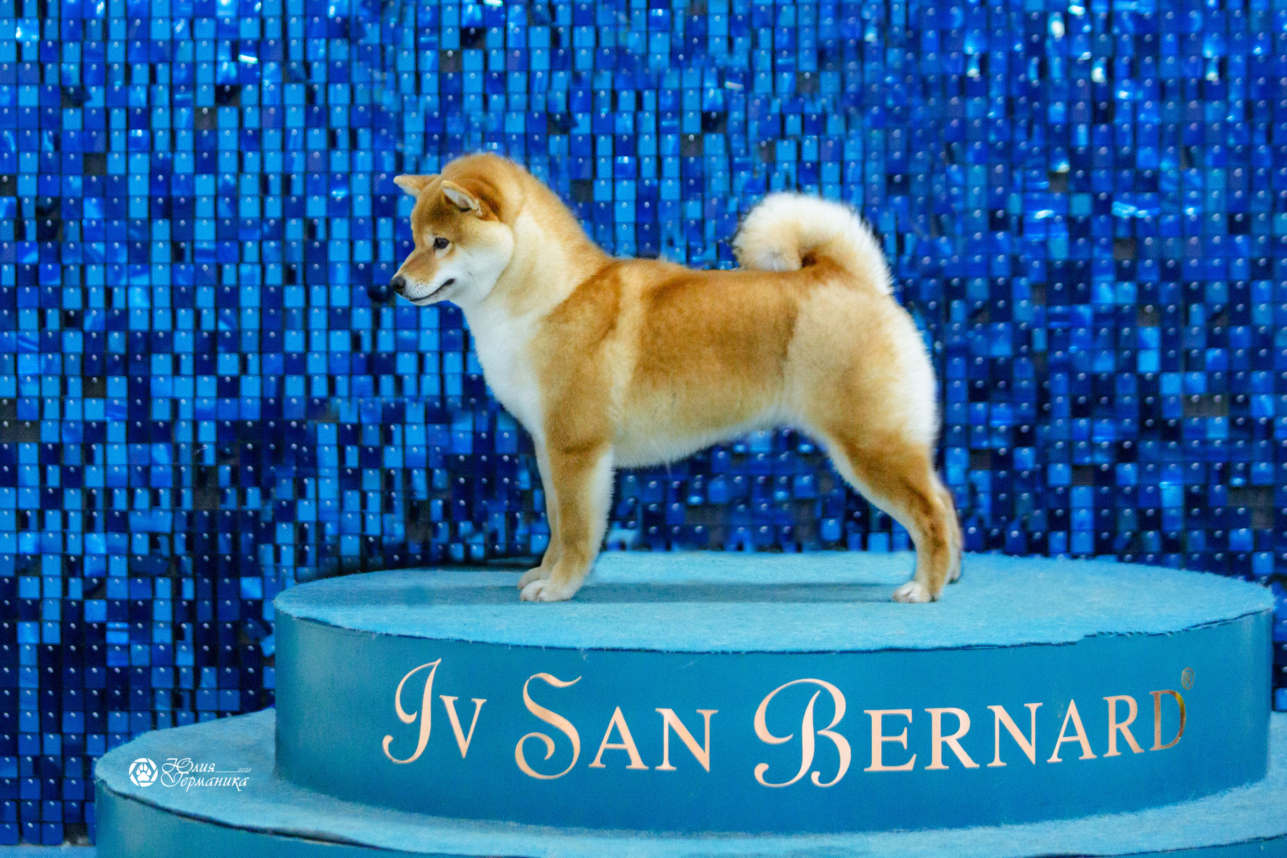 Чайна-Таун 23 февраля 2022. Фотограф-анималист Юлия Германика