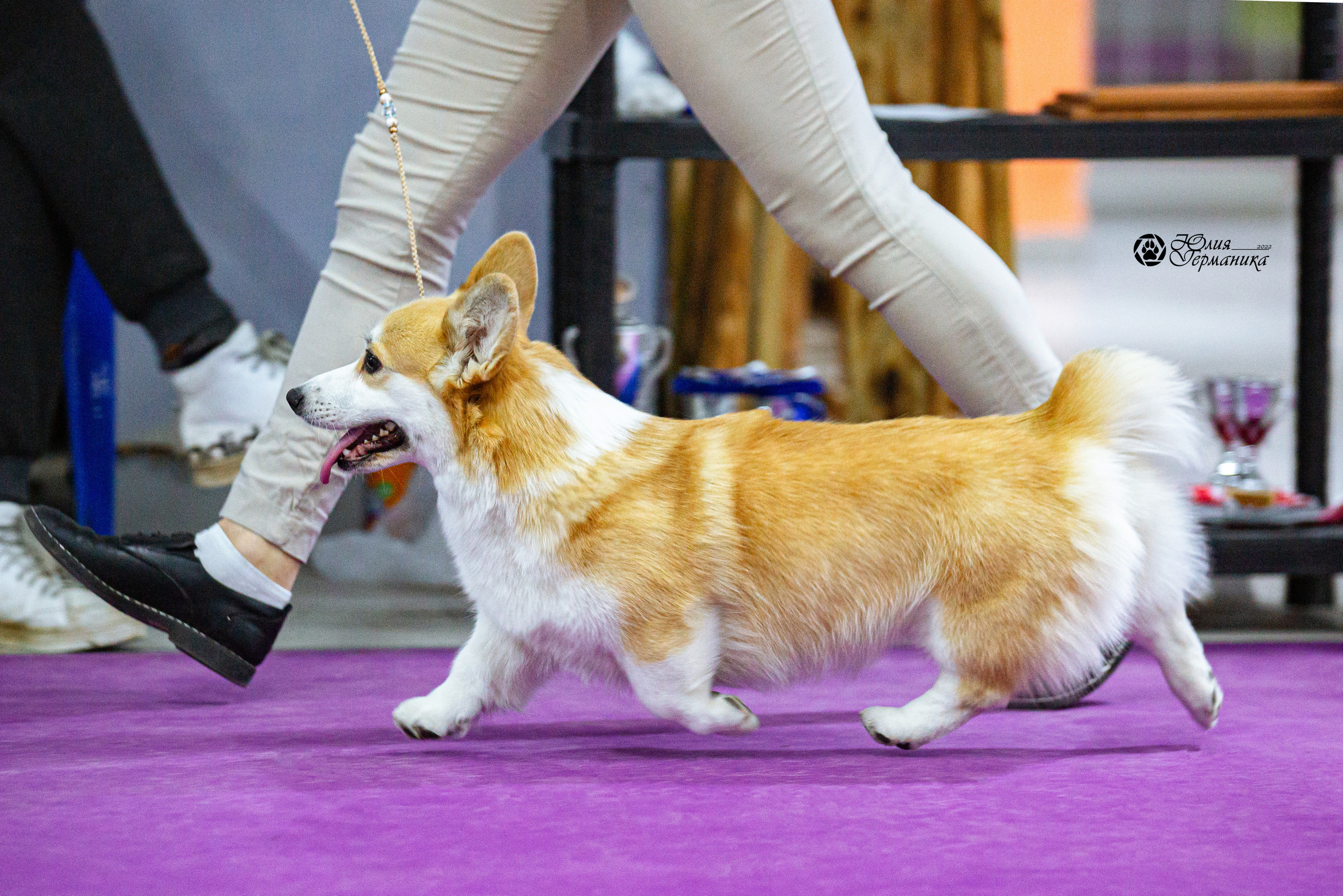 Чайна-Таун 27 февраля 2022. Фотограф-анималист Юлия Германика