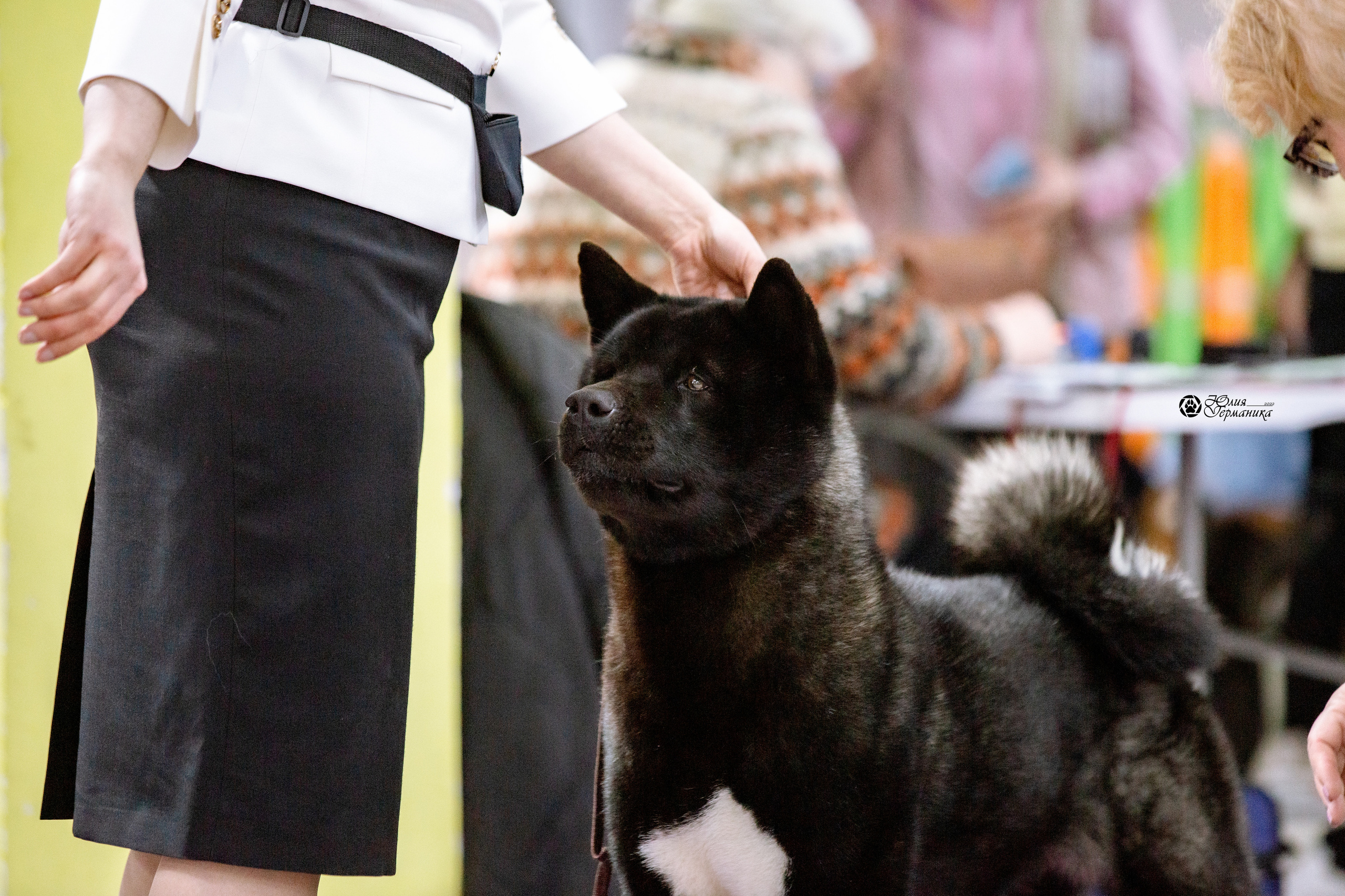 Чайна-Таун 13 и 20 марта 2022. Фотограф-анималист Юлия Германика