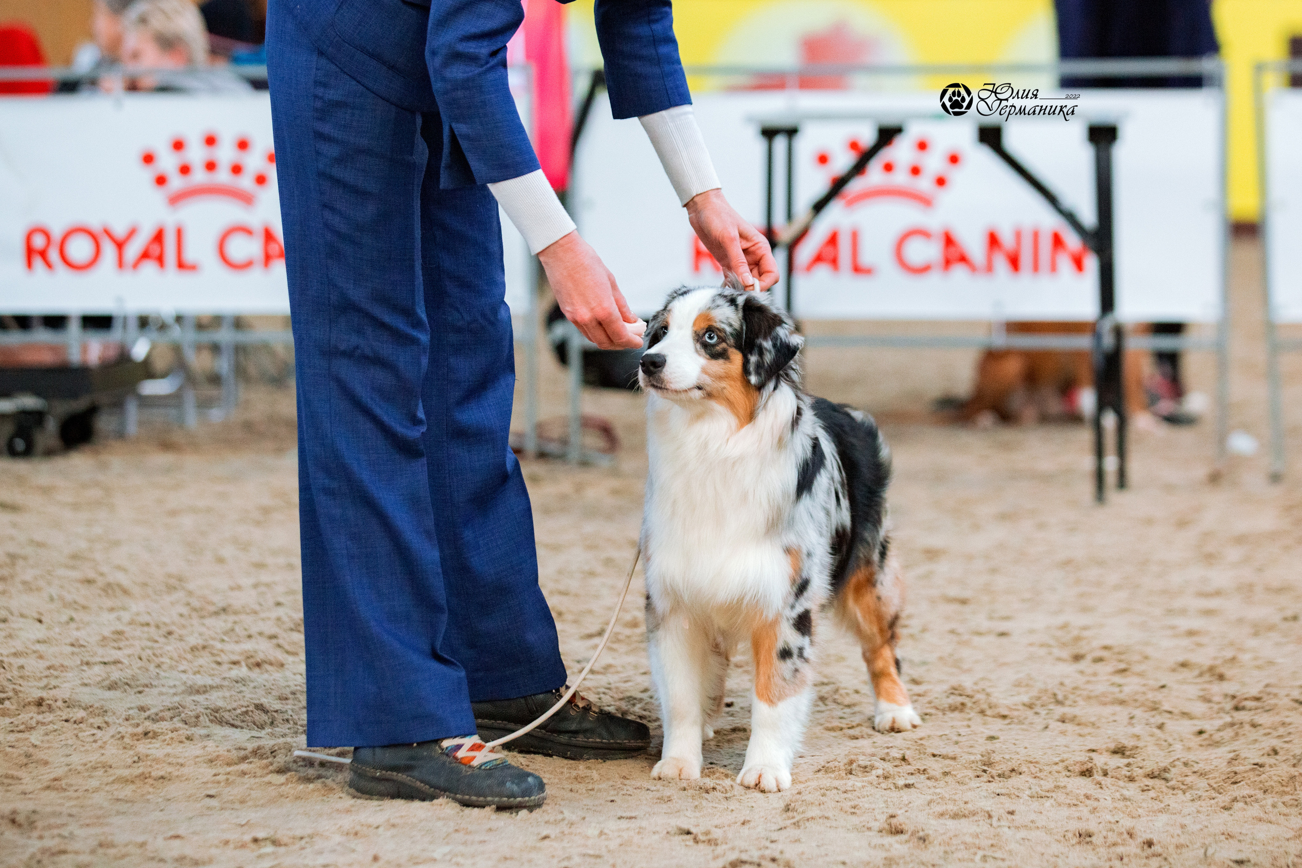 Минск 2хCACIB 5-6 марта 2022. Фотограф-анималист Юлия Германика