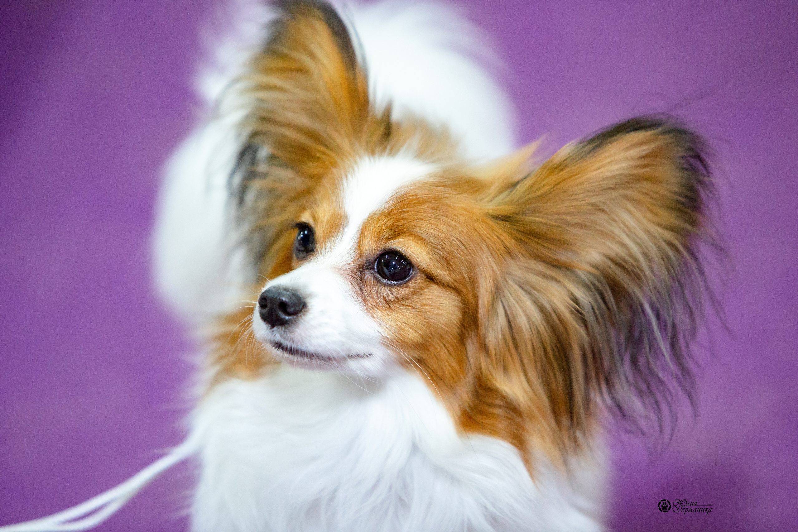 Чайна-Таун 8 января 2022. Фотограф-анималист Юлия Германика