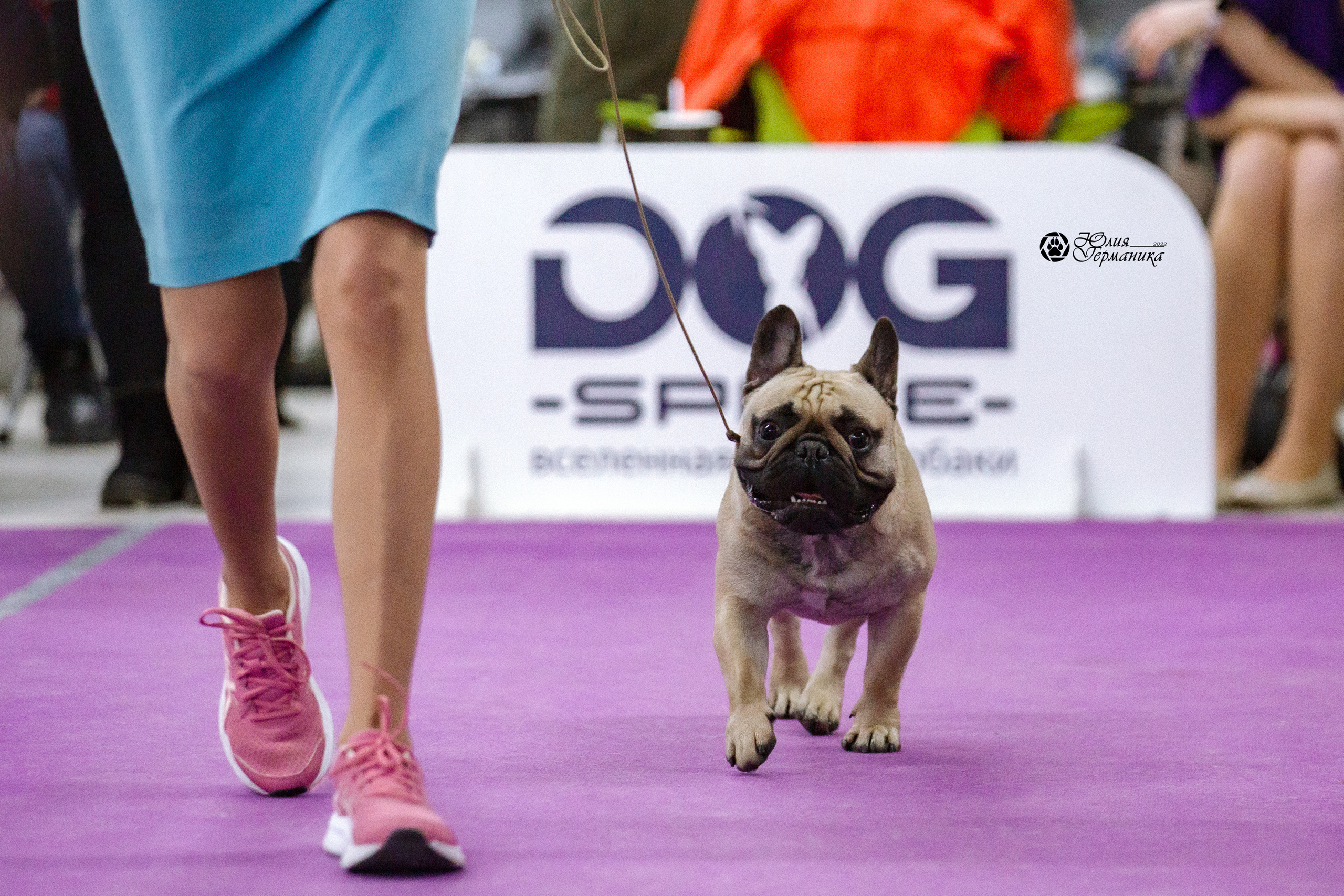 Чайна-Таун 27 февраля 2022. Фотограф-анималист Юлия Германика