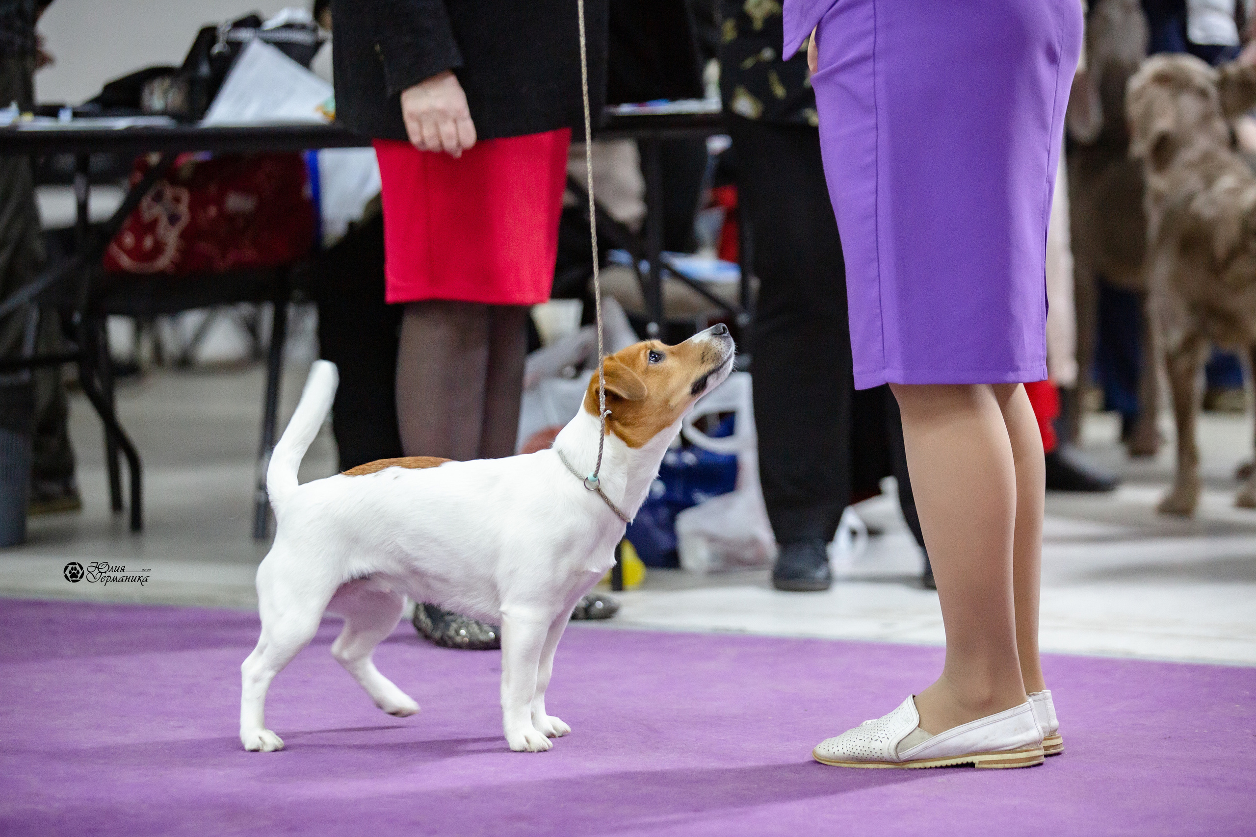 Чайна-Таун 12-13 февраля 2022. Фотограф-анималист Юлия Германика