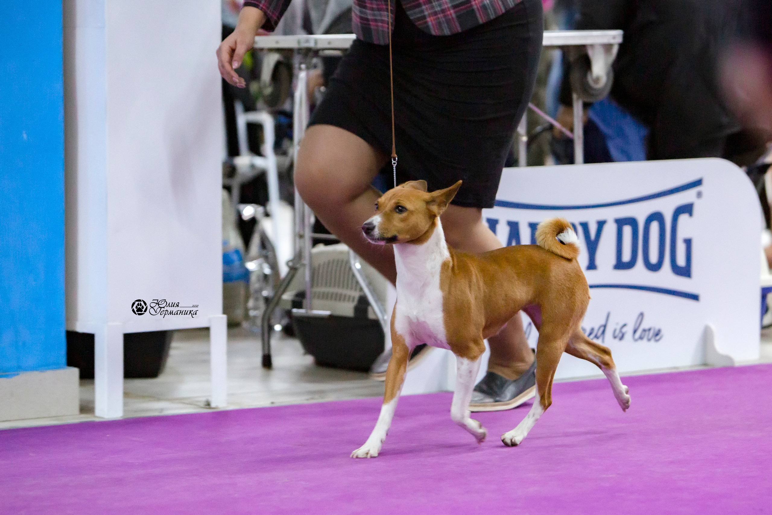 Чайна-Таун 18,26 и 29 декабря 2021. Фотограф-анималист Юлия Германика