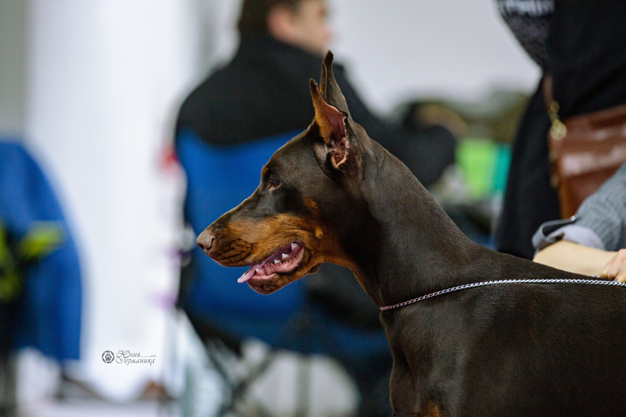 Чайна-Таун ПК Доберманов  3 апреля 2022. Фотограф-анималист Юлия Германика