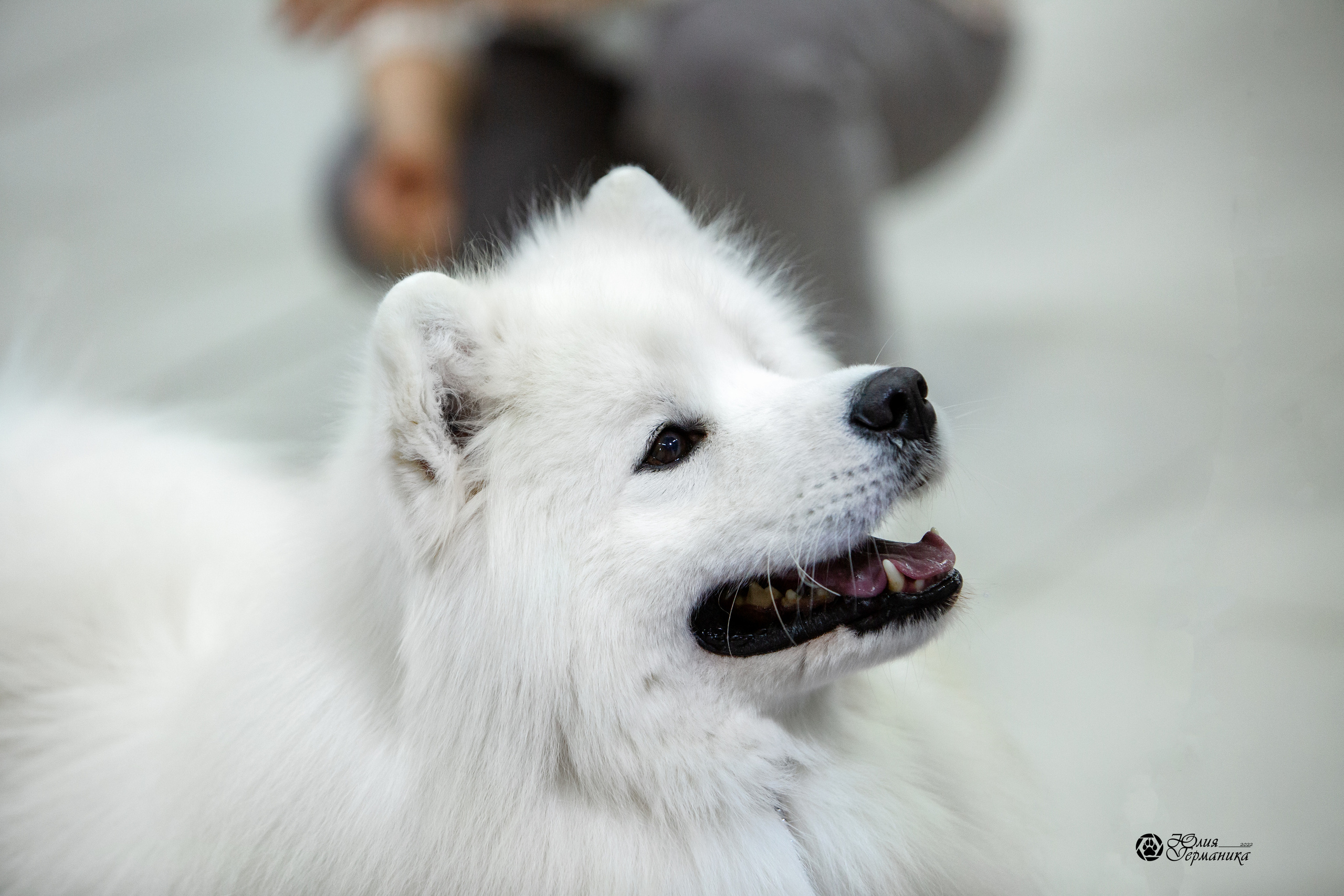 Чайна-Таун 18,26 и 29 декабря 2021. Фотограф-анималист Юлия Германика