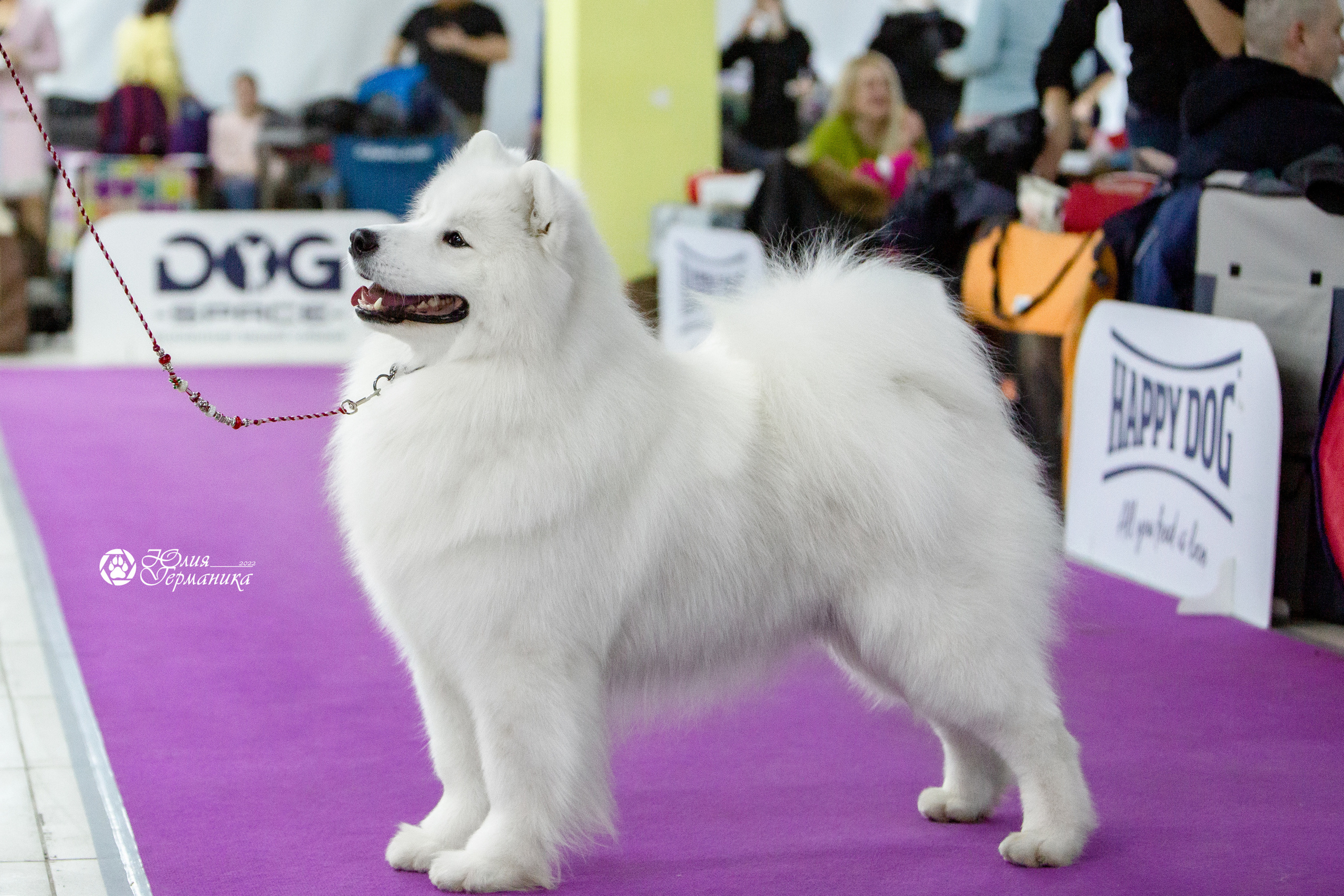 Чайна-Таун 8 января 2022. Фотограф-анималист Юлия Германика