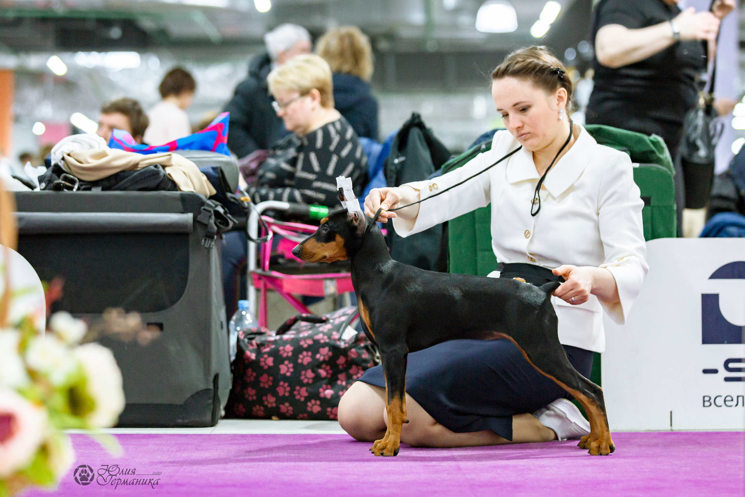 Чайна-Таун 24 и 27 марта 2022. Фотограф-анималист Юлия Германика