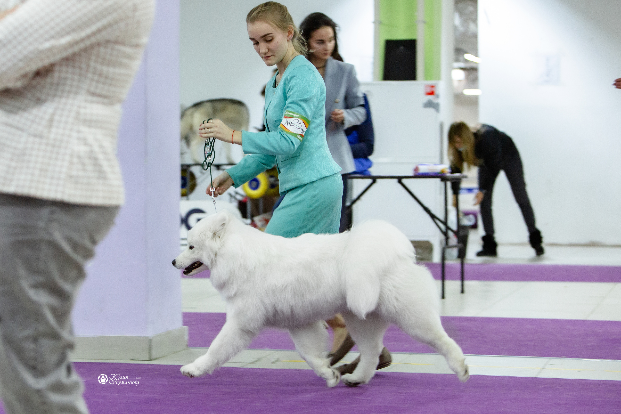 Чайна-Таун 18,26 и 29 декабря 2021. Фотограф-анималист Юлия Германика