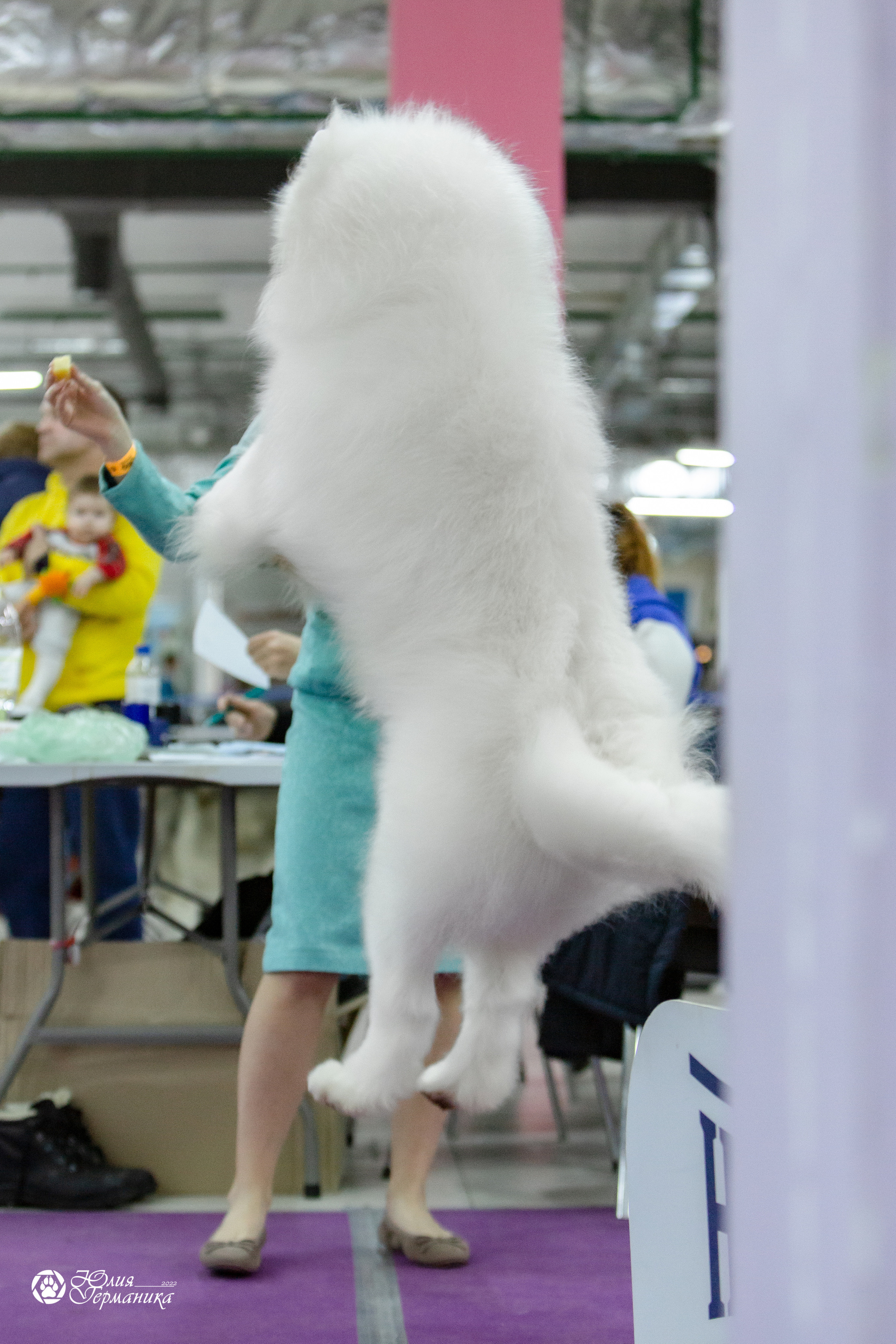 Чайна-Таун 18,26 и 29 декабря 2021. Фотограф-анималист Юлия Германика