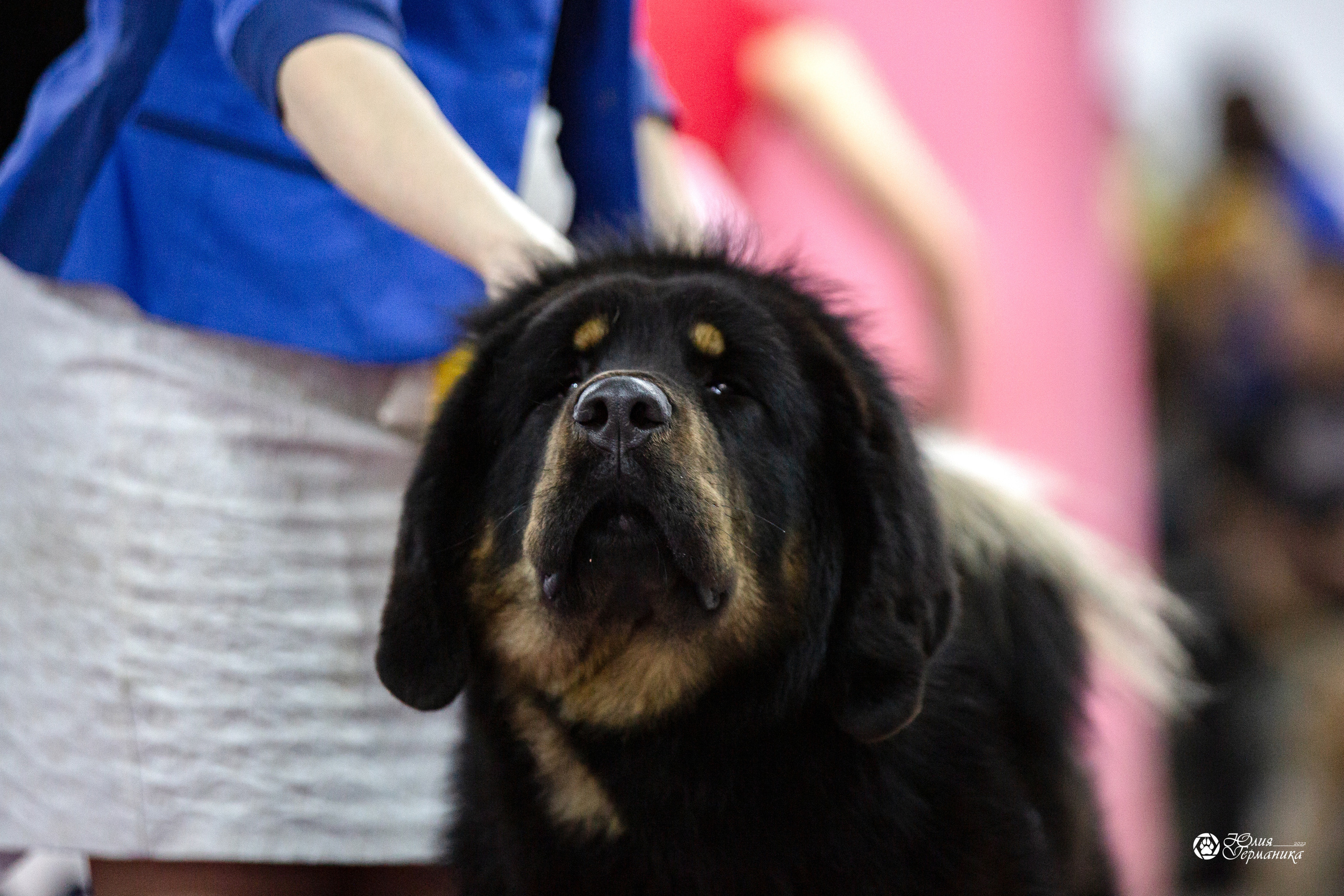 Чайна-Таун 29-30 января 2022. Фотограф-анималист Юлия Германика