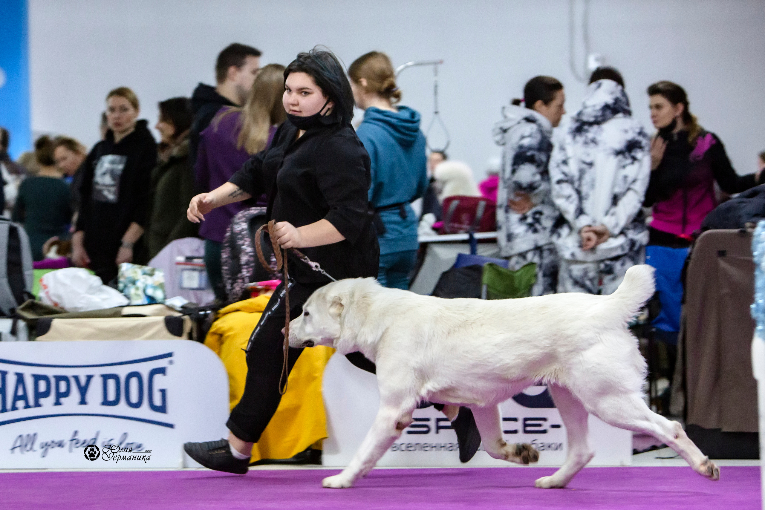 Чайна-Таун 18,26 и 29 декабря 2021. Фотограф-анималист Юлия Германика