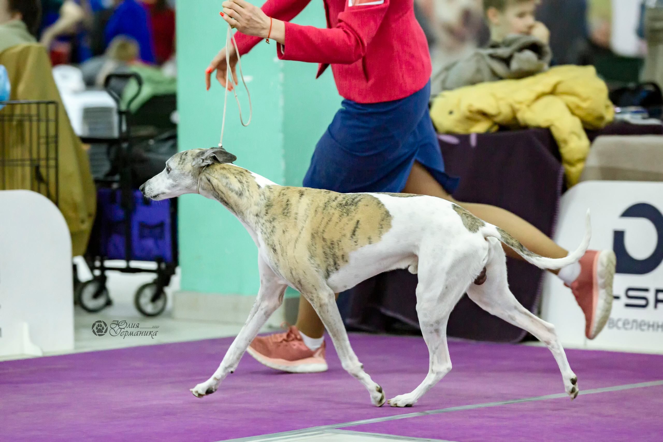 Чайна-Таун 24 и 27 марта 2022. Фотограф-анималист Юлия Германика