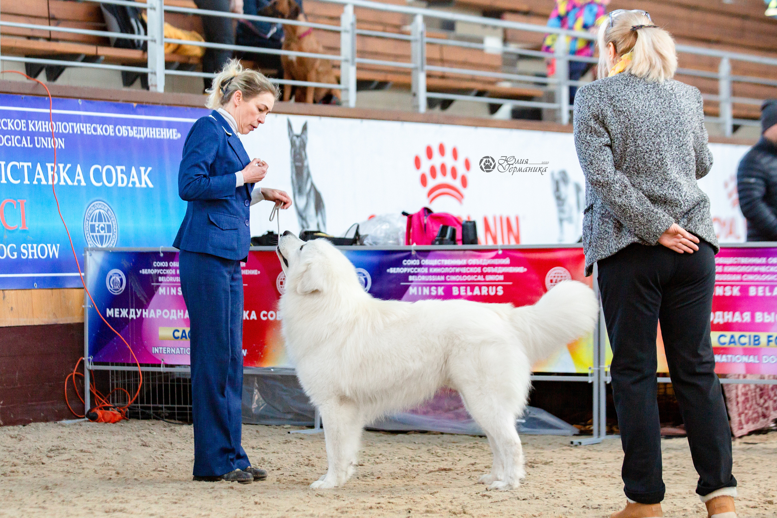 Минск 2хCACIB 5-6 марта 2022. Фотограф-анималист Юлия Германика