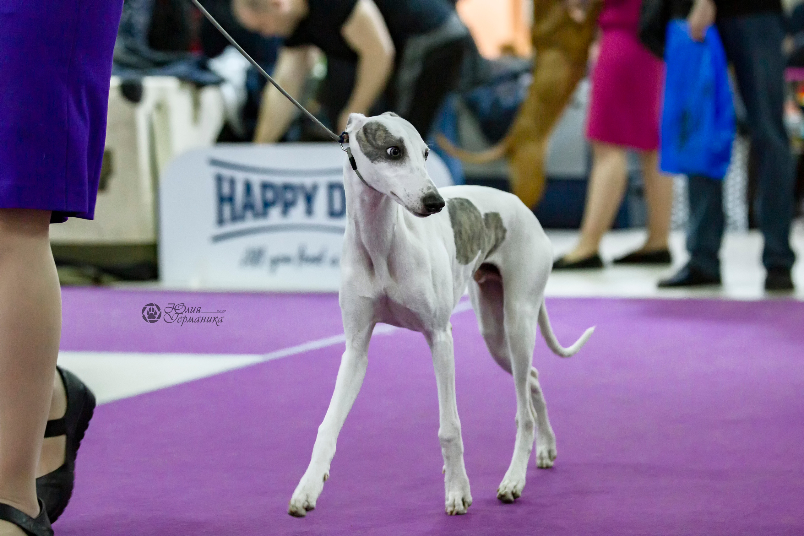 Чайна-Таун 24 и 27 марта 2022. Фотограф-анималист Юлия Германика