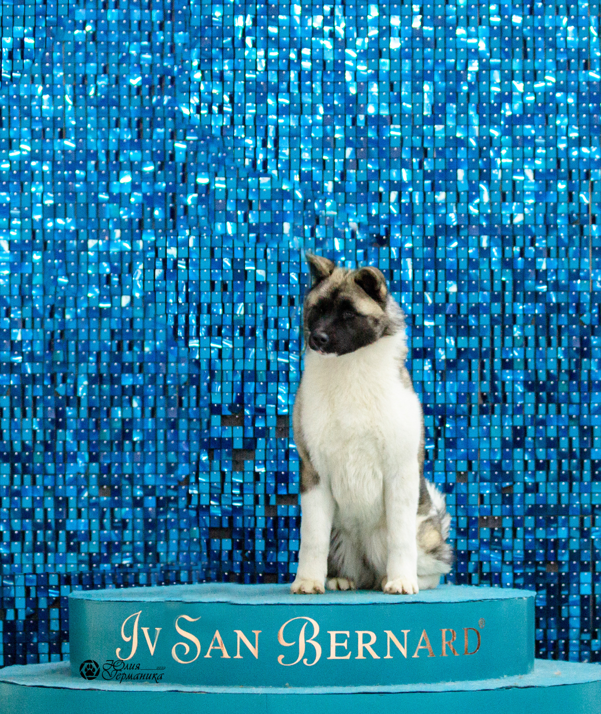 Чайна-Таун 29-30 января 2022. Фотограф-анималист Юлия Германика