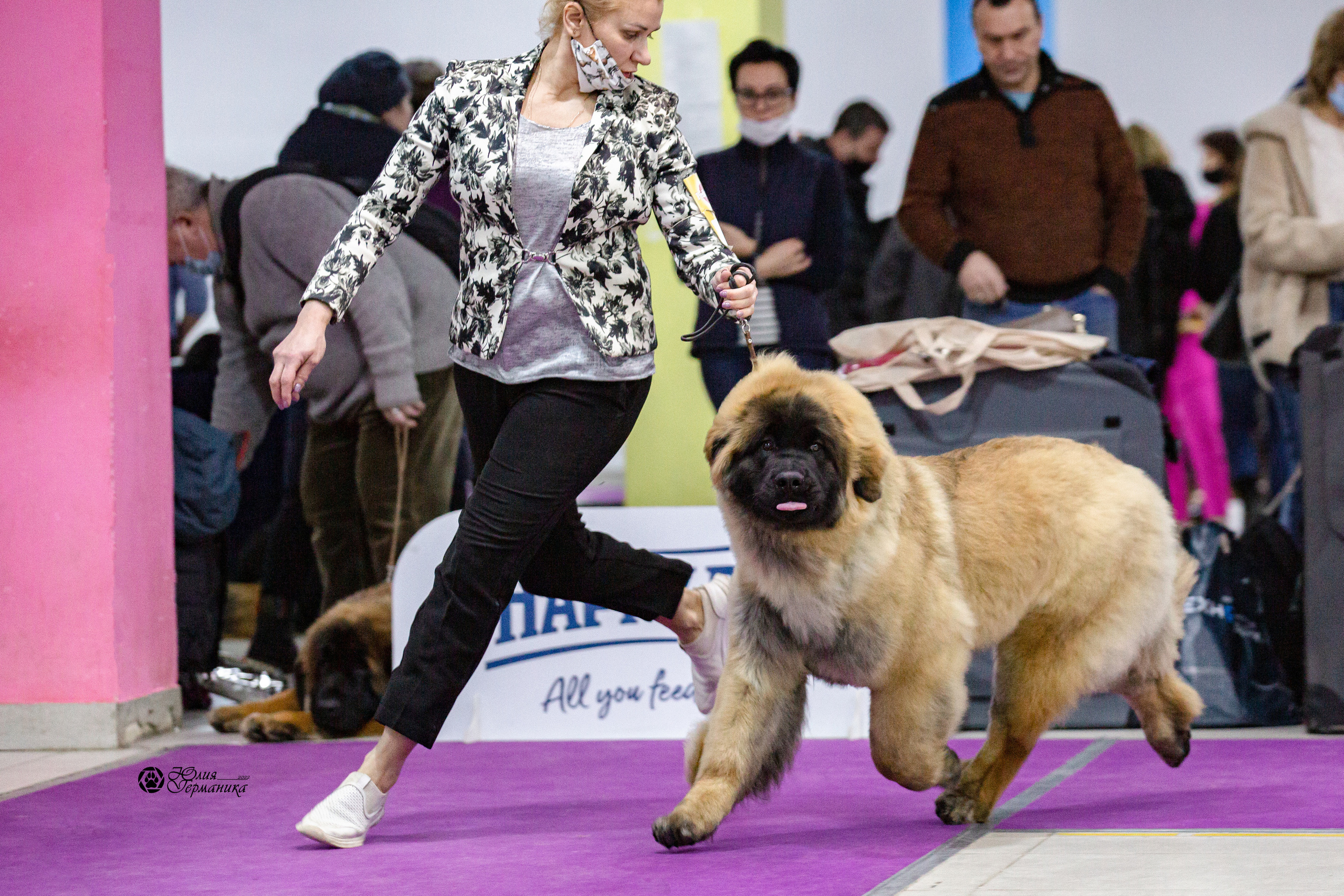 Чайна-Таун 29-30 января 2022. Фотограф-анималист Юлия Германика