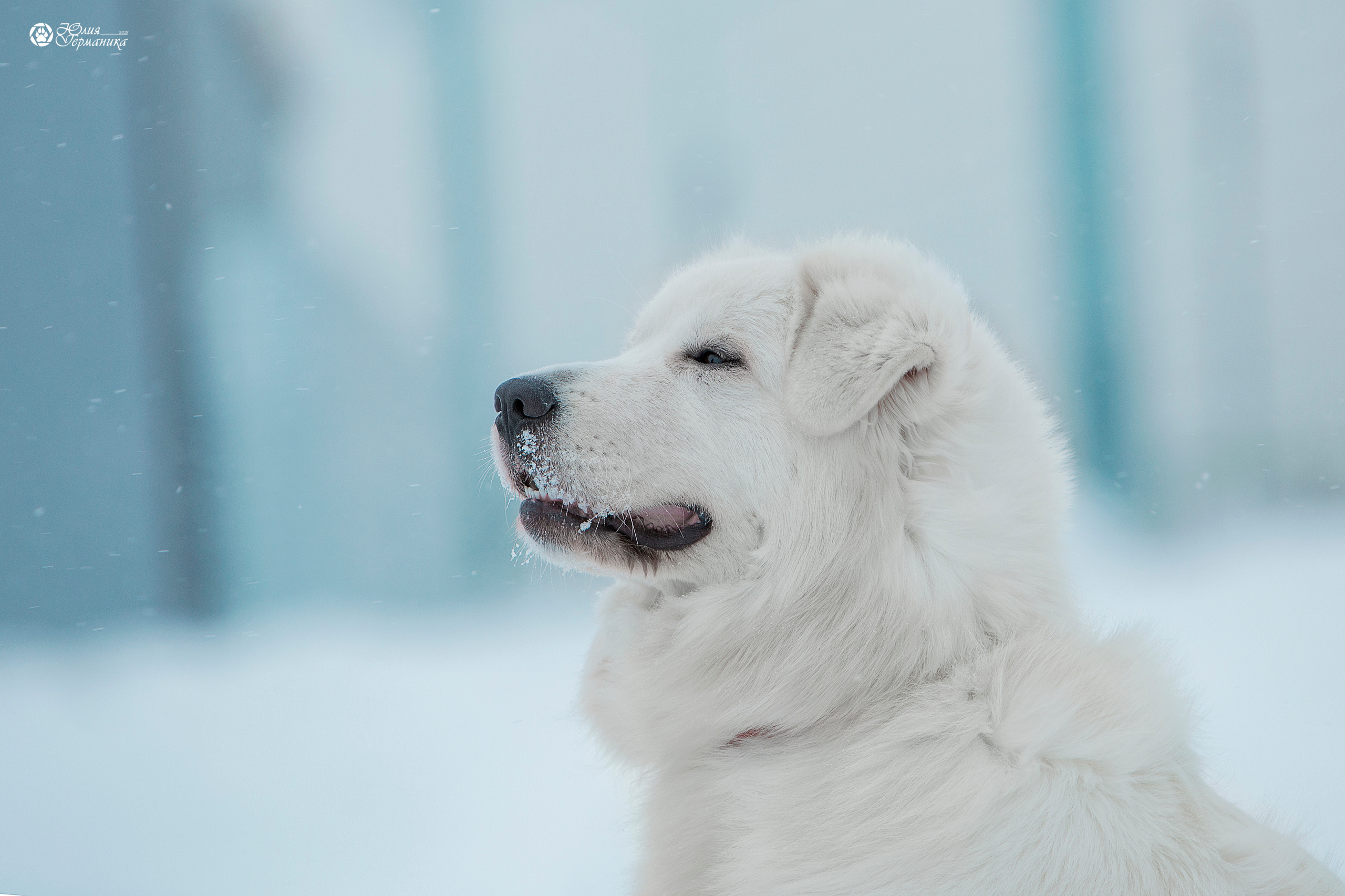 Чайна-Таун 18,26 и 29 декабря 2021. Фотограф-анималист Юлия Германика