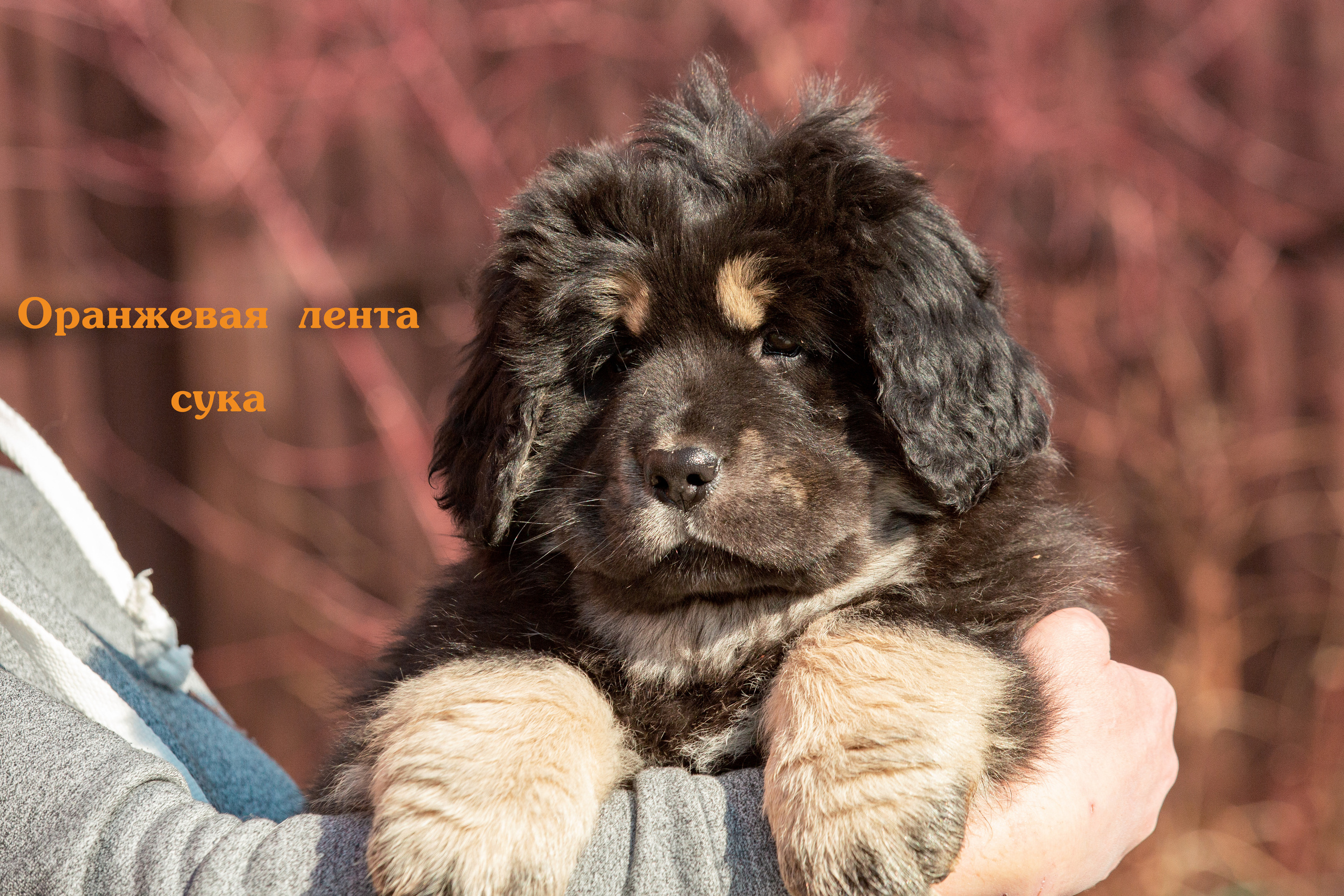 Съёмки щенков и котят. Фотограф-анималист Юлия Германика