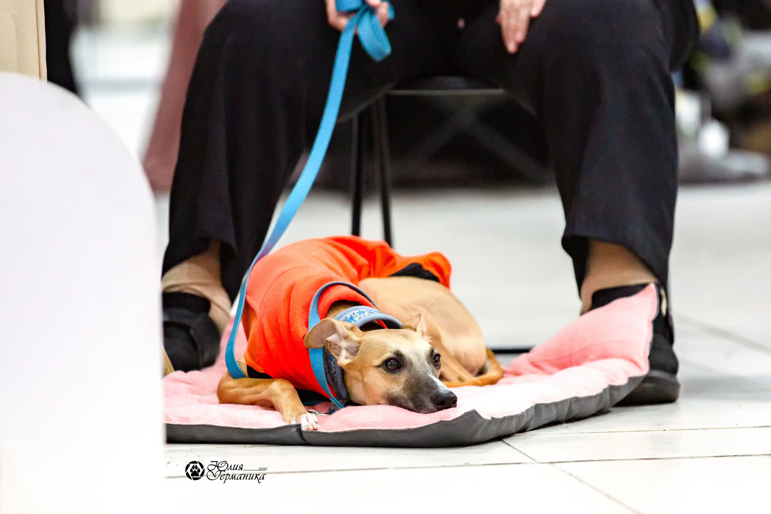 Чайна-Таун 13 и 20 марта 2022. Фотограф-анималист Юлия Германика