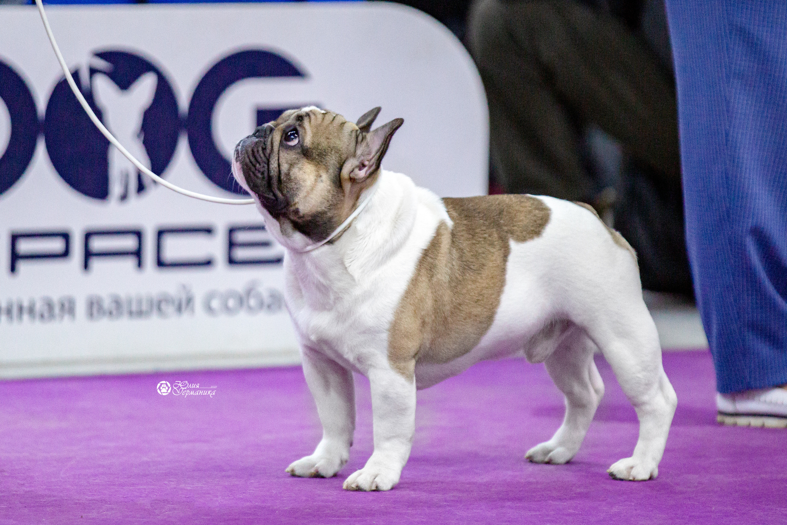 Чайна-Таун 29-30 января 2022. Фотограф-анималист Юлия Германика