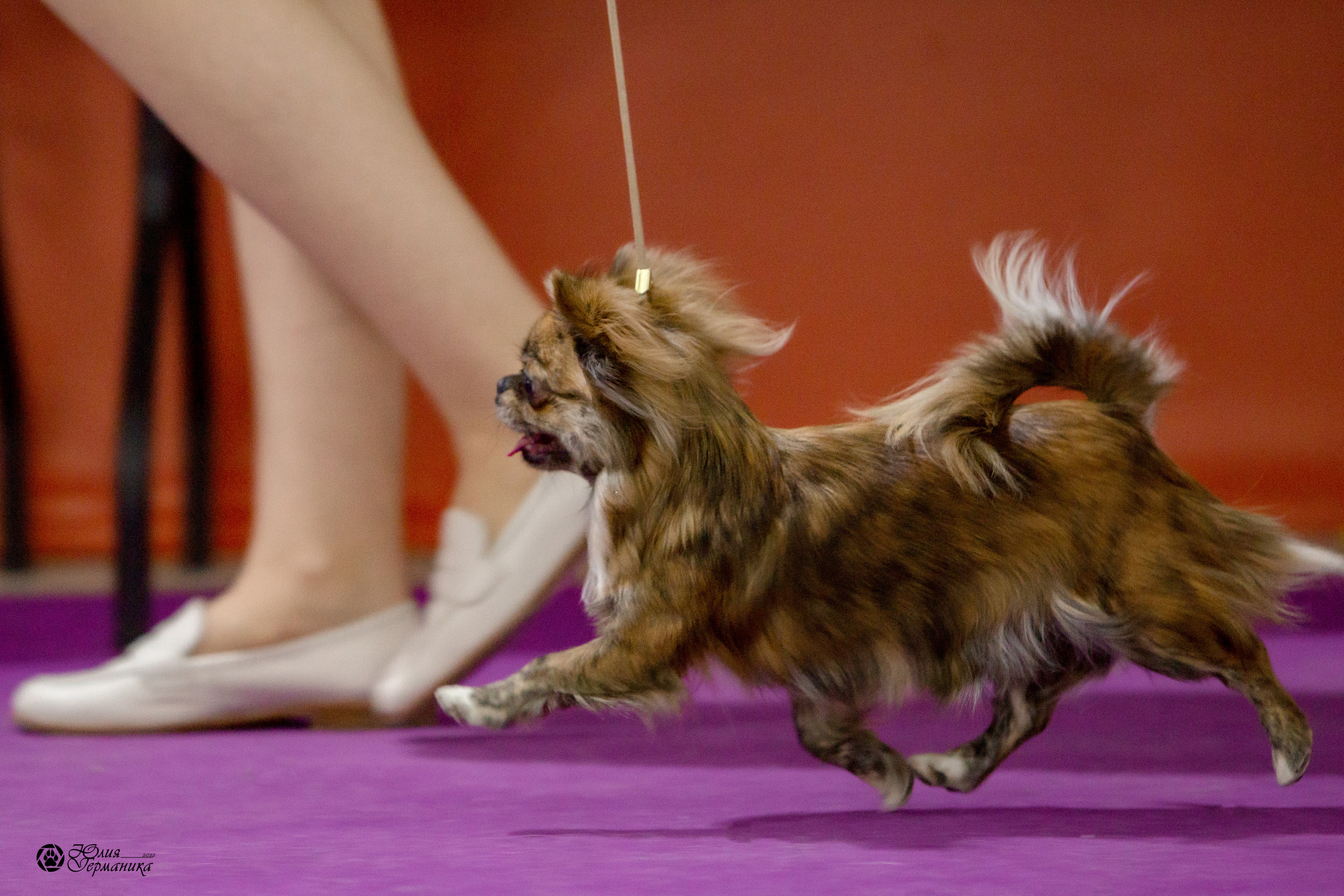 Чайна-Таун 8 января 2022. Фотограф-анималист Юлия Германика