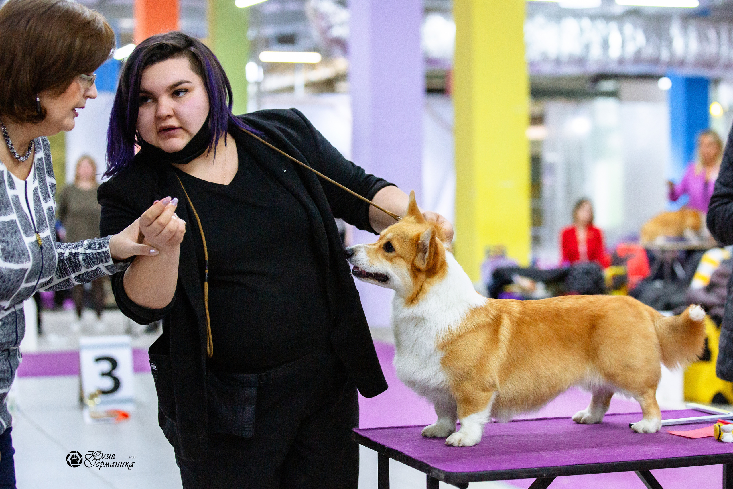 Чайна-Таун 23 февраля 2022. Фотограф-анималист Юлия Германика