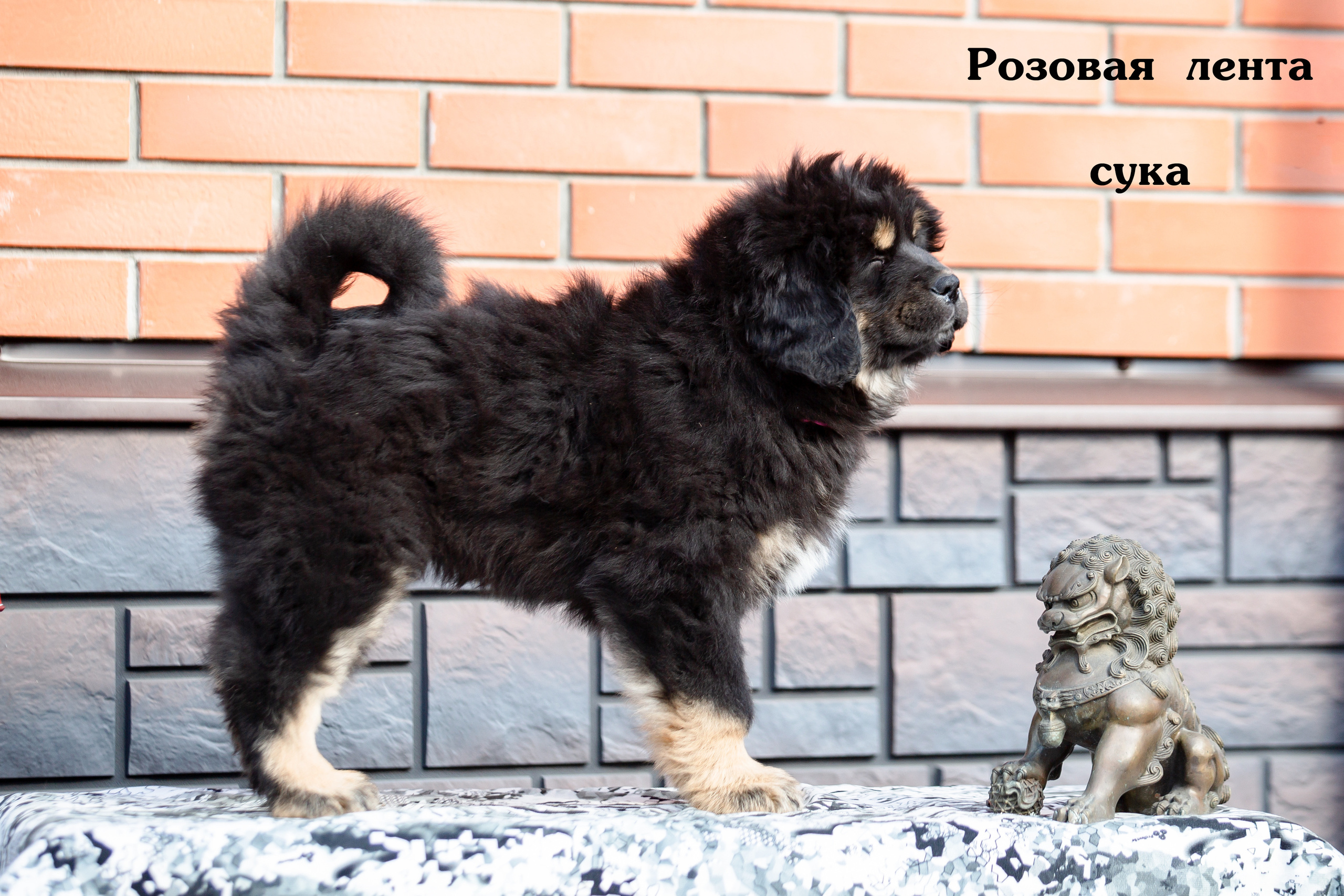 Съёмки щенков и котят. Фотограф-анималист Юлия Германика