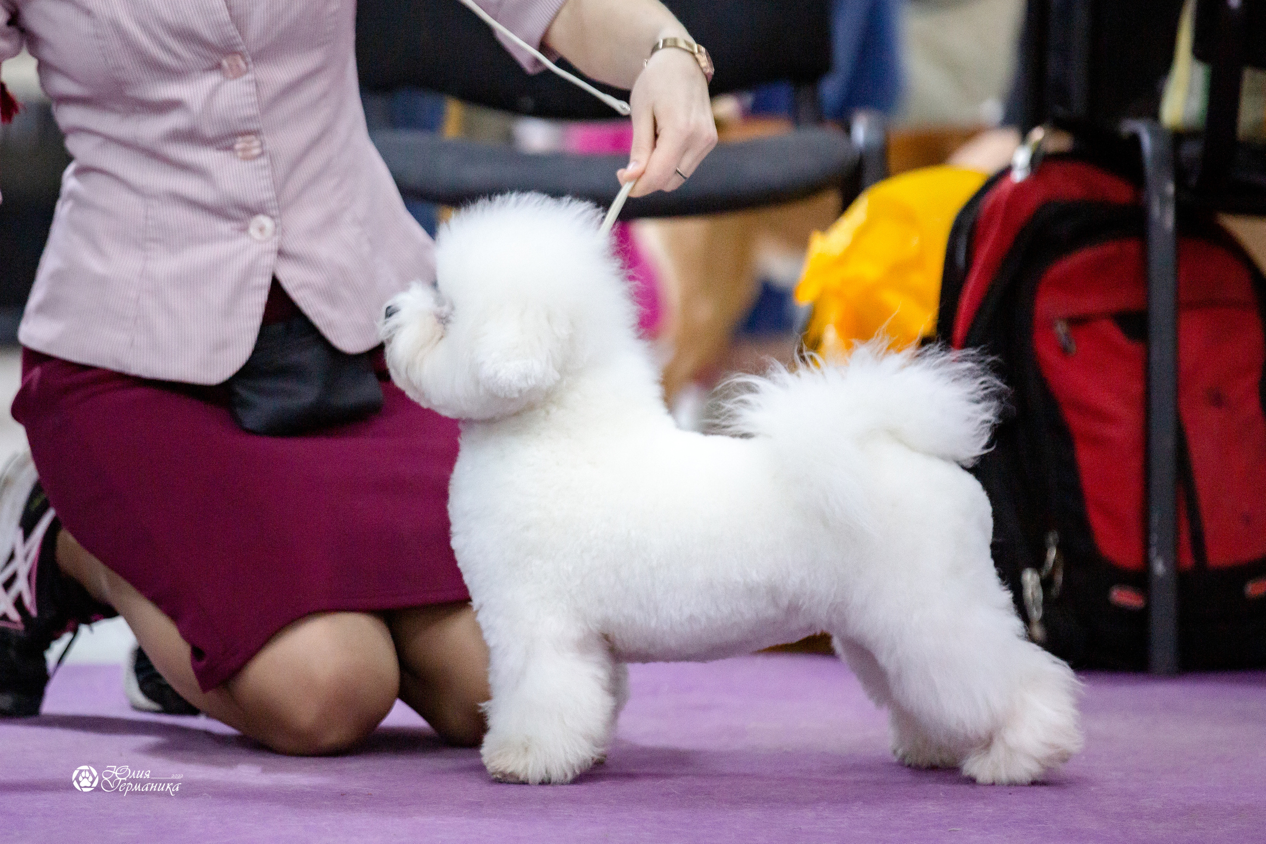 Чайна-Таун 12-13 февраля 2022. Фотограф-анималист Юлия Германика