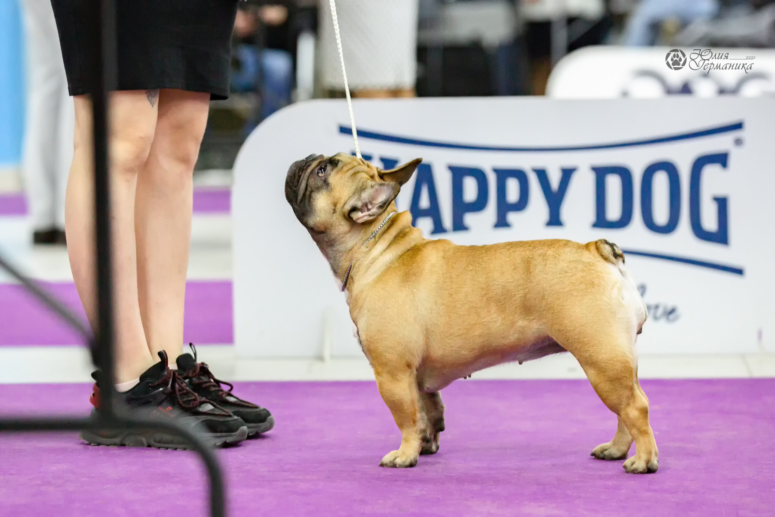 Чайна-Таун 24 и 27 марта 2022. Фотограф-анималист Юлия Германика