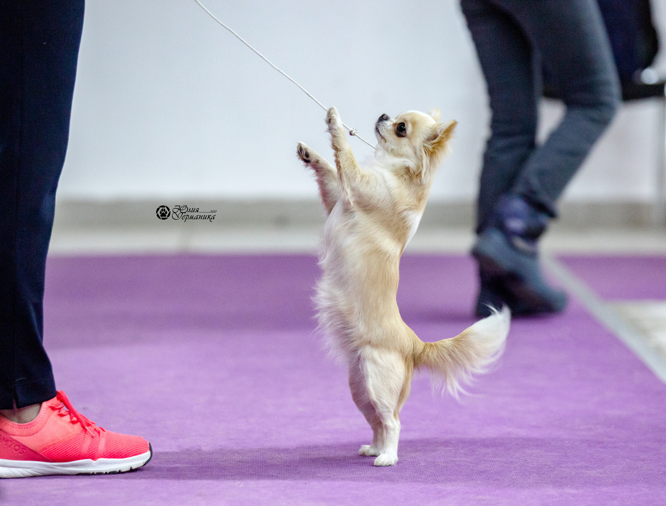 Чайна-Таун 12-13 февраля 2022. Фотограф-анималист Юлия Германика