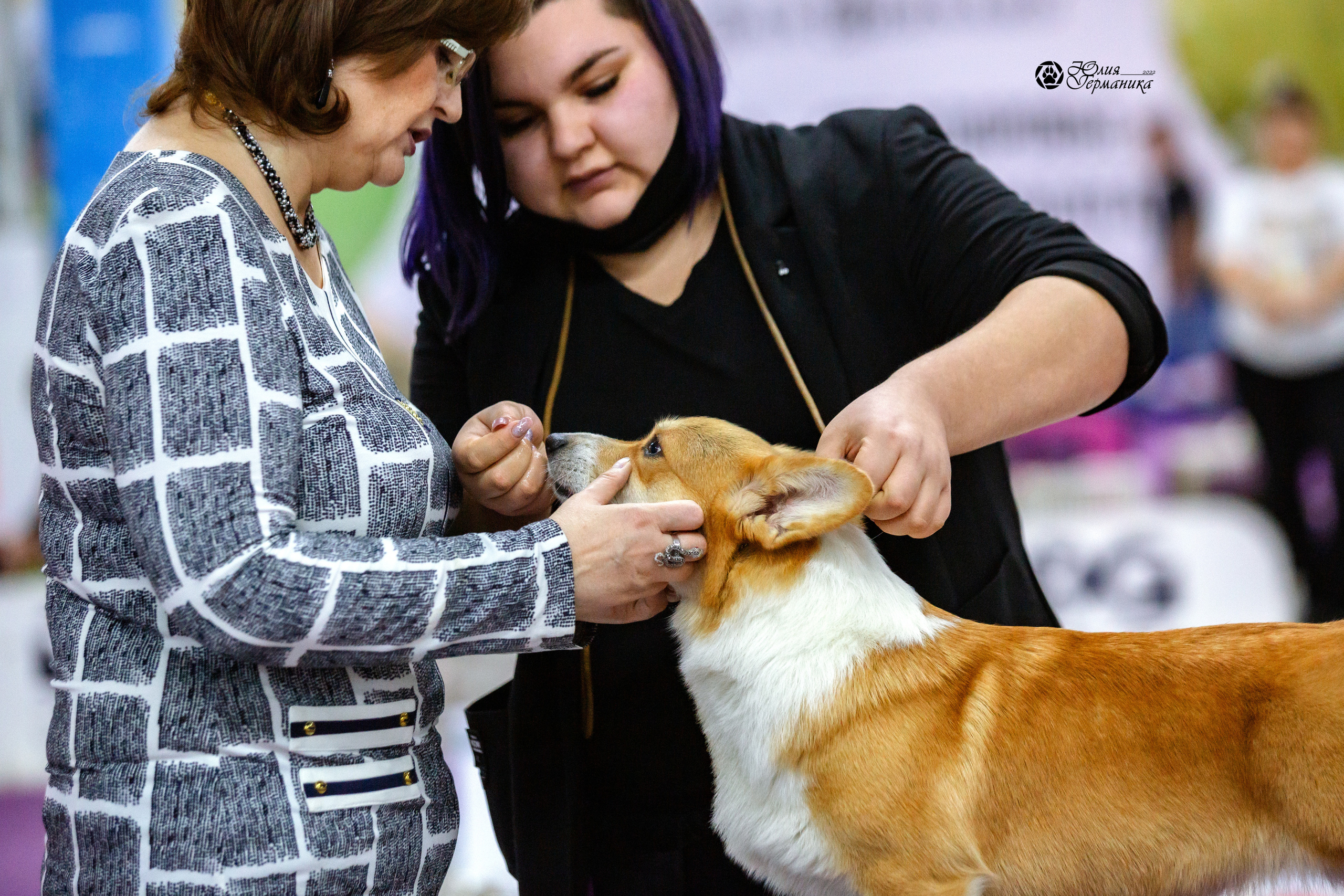 Чайна-Таун 23 февраля 2022. Фотограф-анималист Юлия Германика
