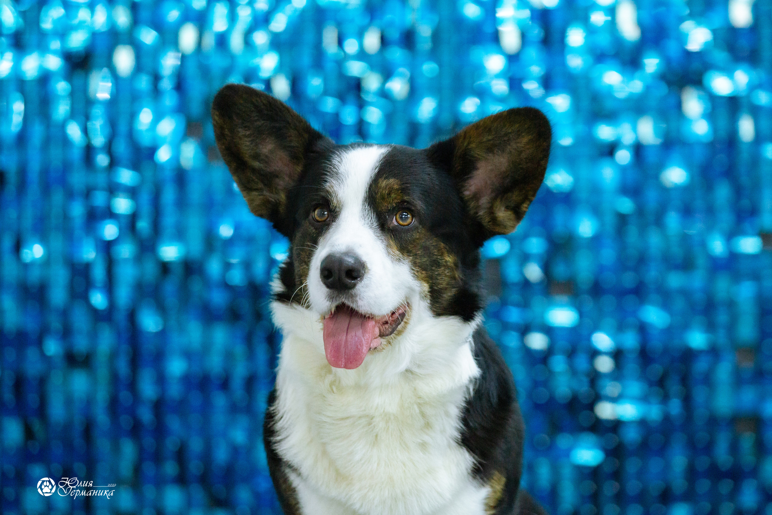 Чайна-Таун 27 февраля 2022. Фотограф-анималист Юлия Германика