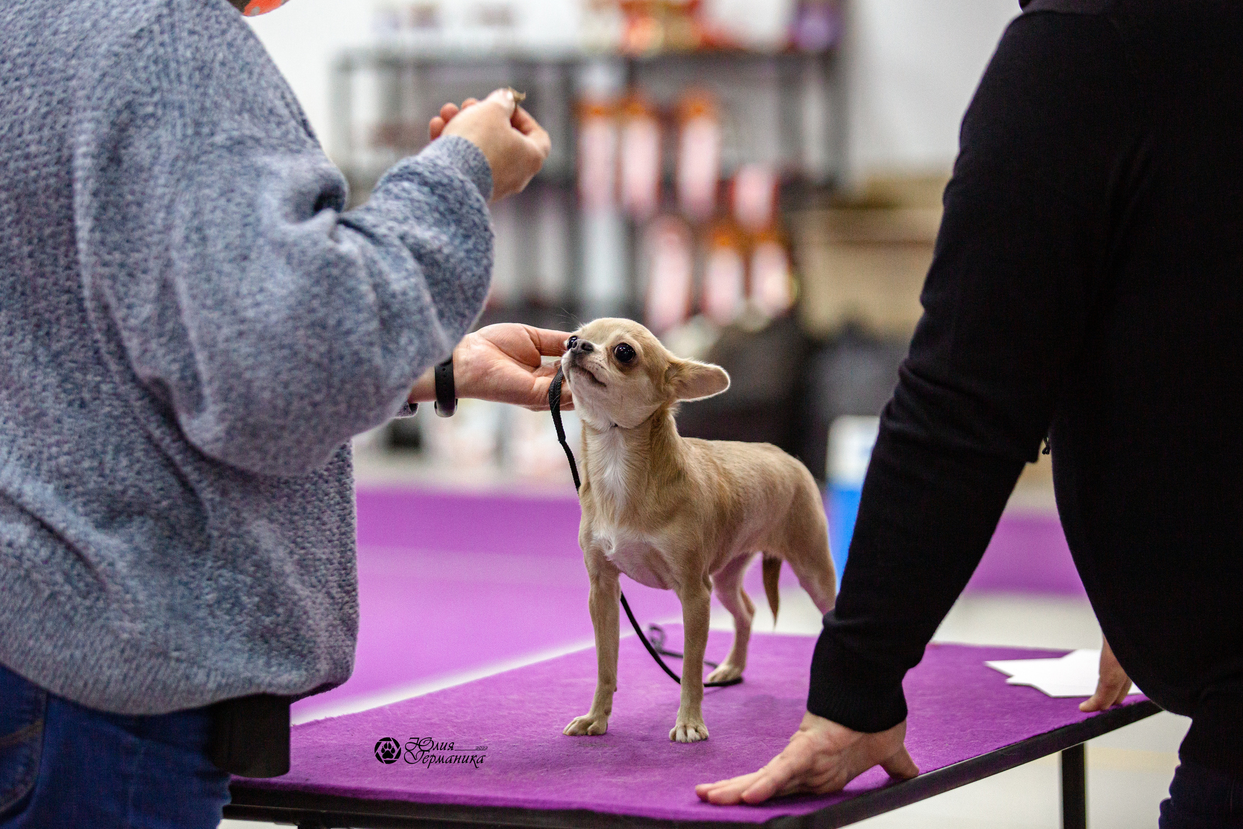 Чайна-Таун 29-30 января 2022. Фотограф-анималист Юлия Германика