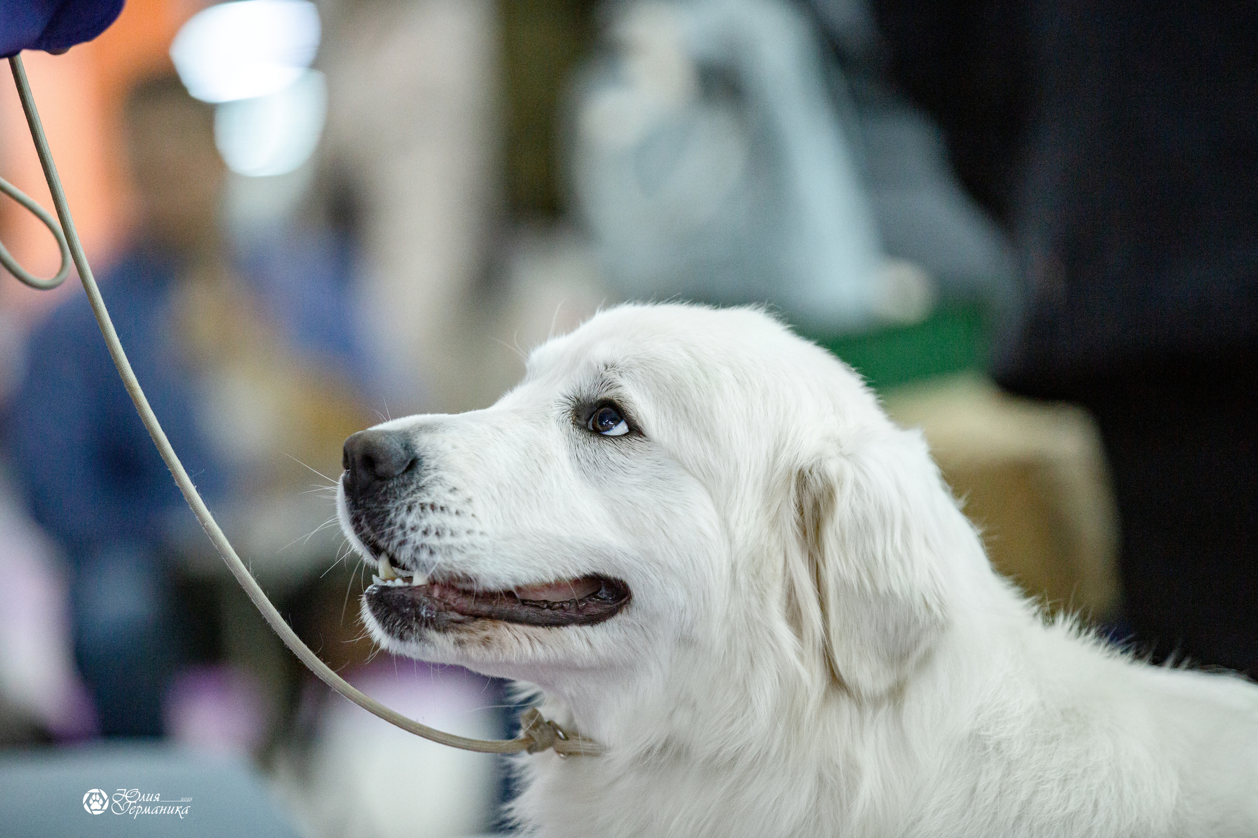 Чайна-Таун 29-30 января 2022. Фотограф-анималист Юлия Германика
