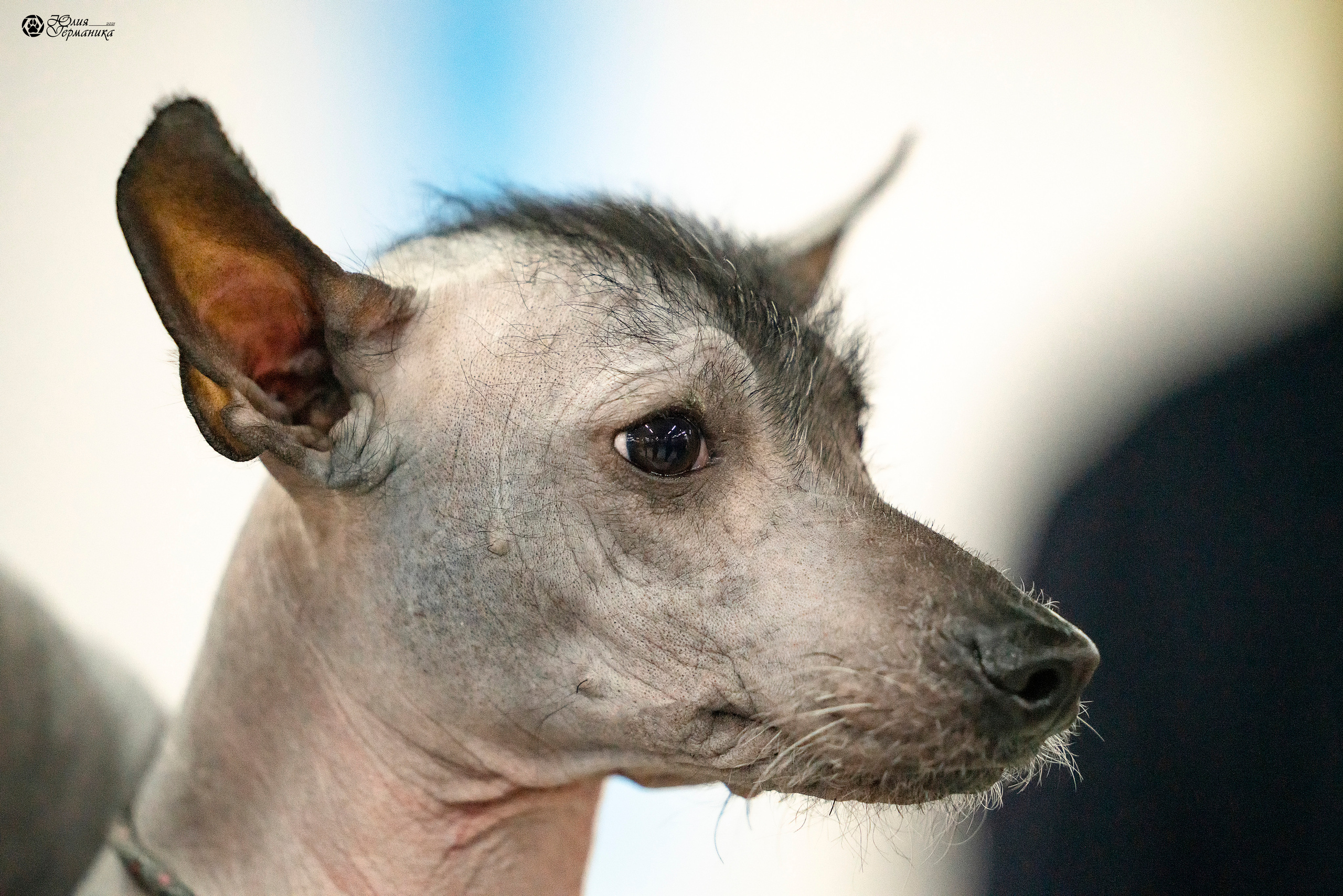 Чайна-Таун 18,26 и 29 декабря 2021. Фотограф-анималист Юлия Германика