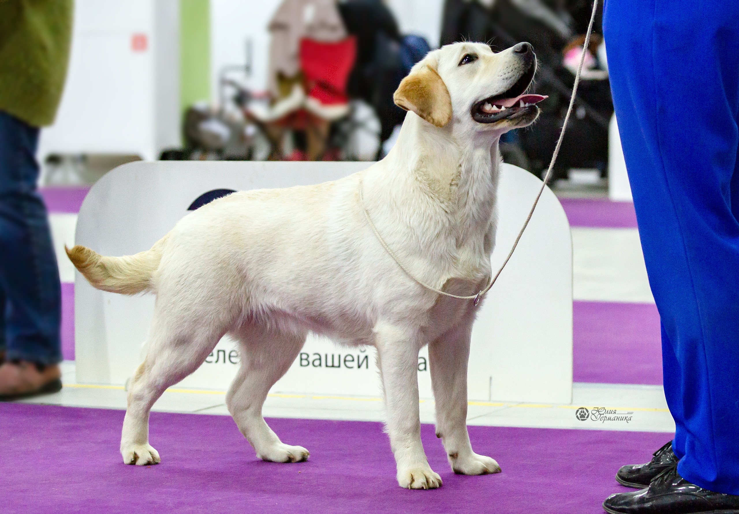 Чайна-Таун 24 и 27 марта 2022. Фотограф-анималист Юлия Германика