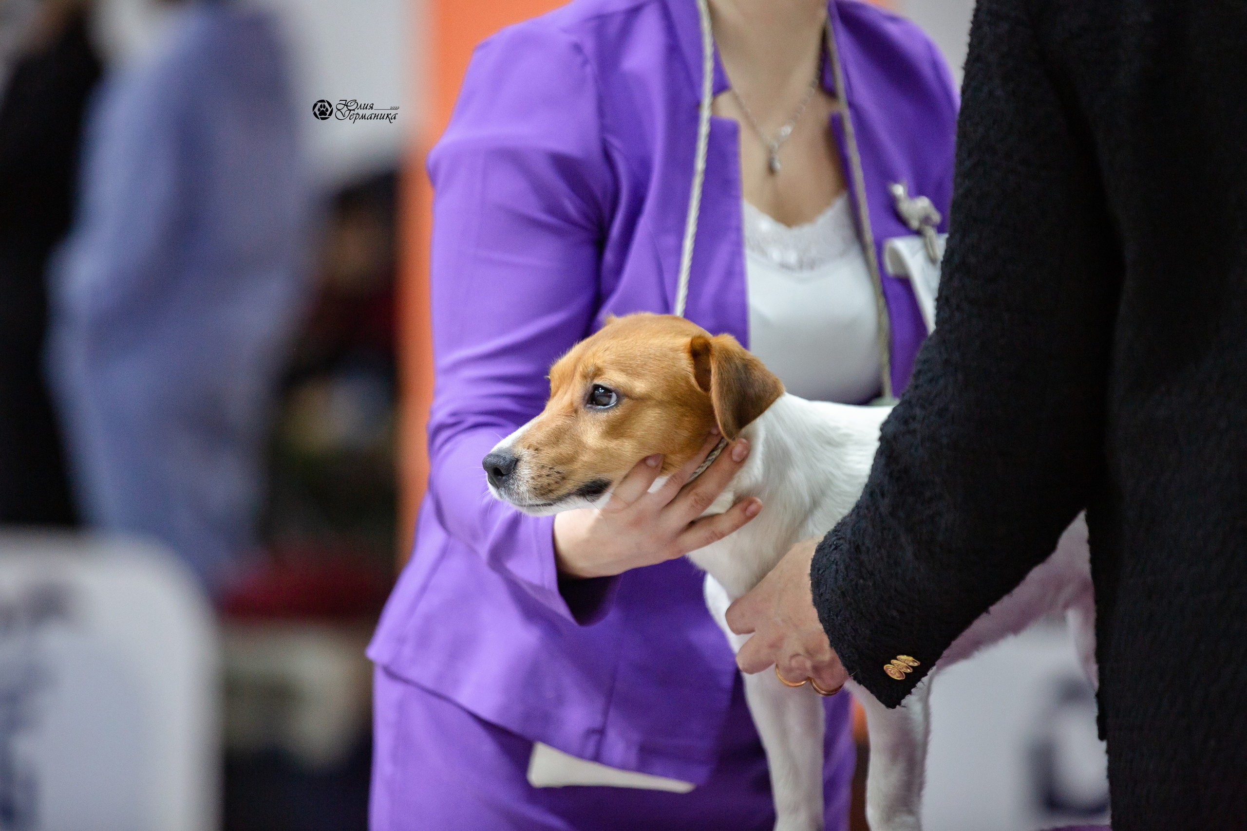 Чайна-Таун 12-13 февраля 2022. Фотограф-анималист Юлия Германика