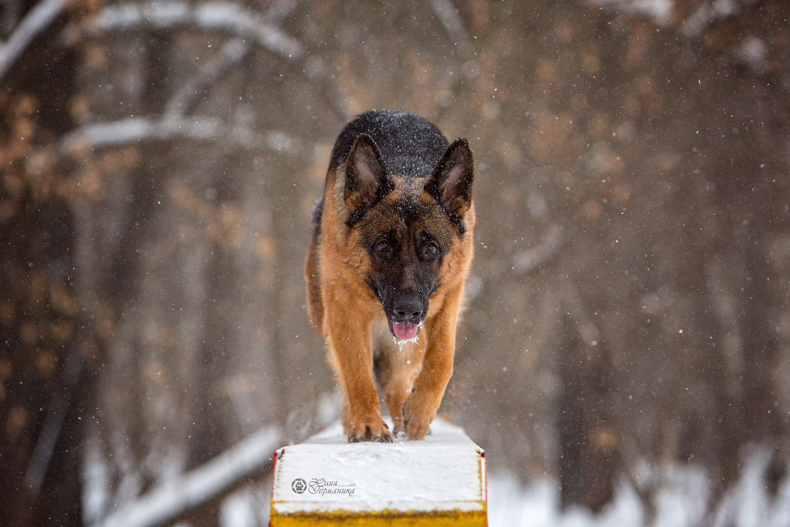 Свободная съемка. Фотограф-анималист Юлия Германика